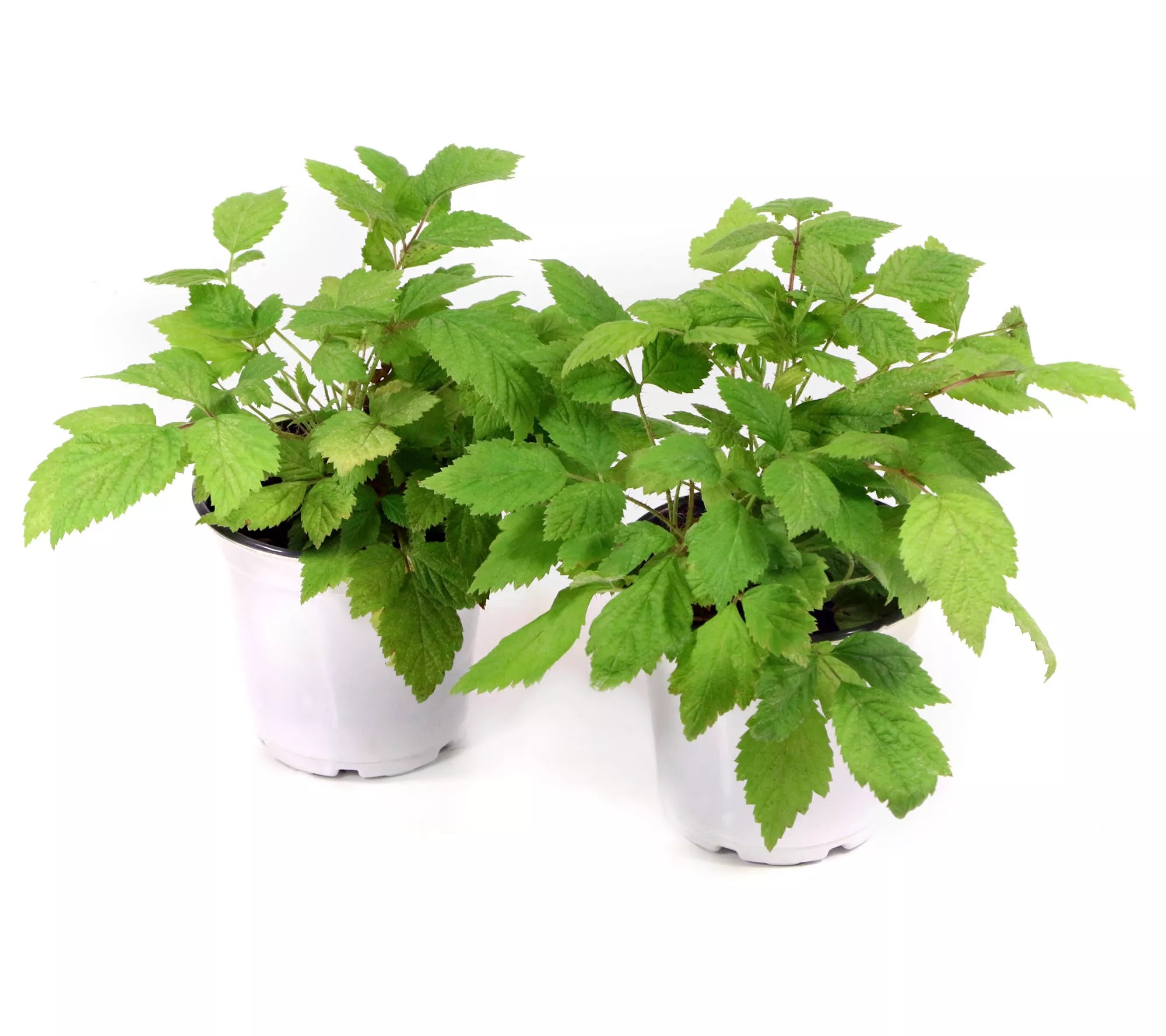 Cottage Farms 2Piece Caroline Raspberry