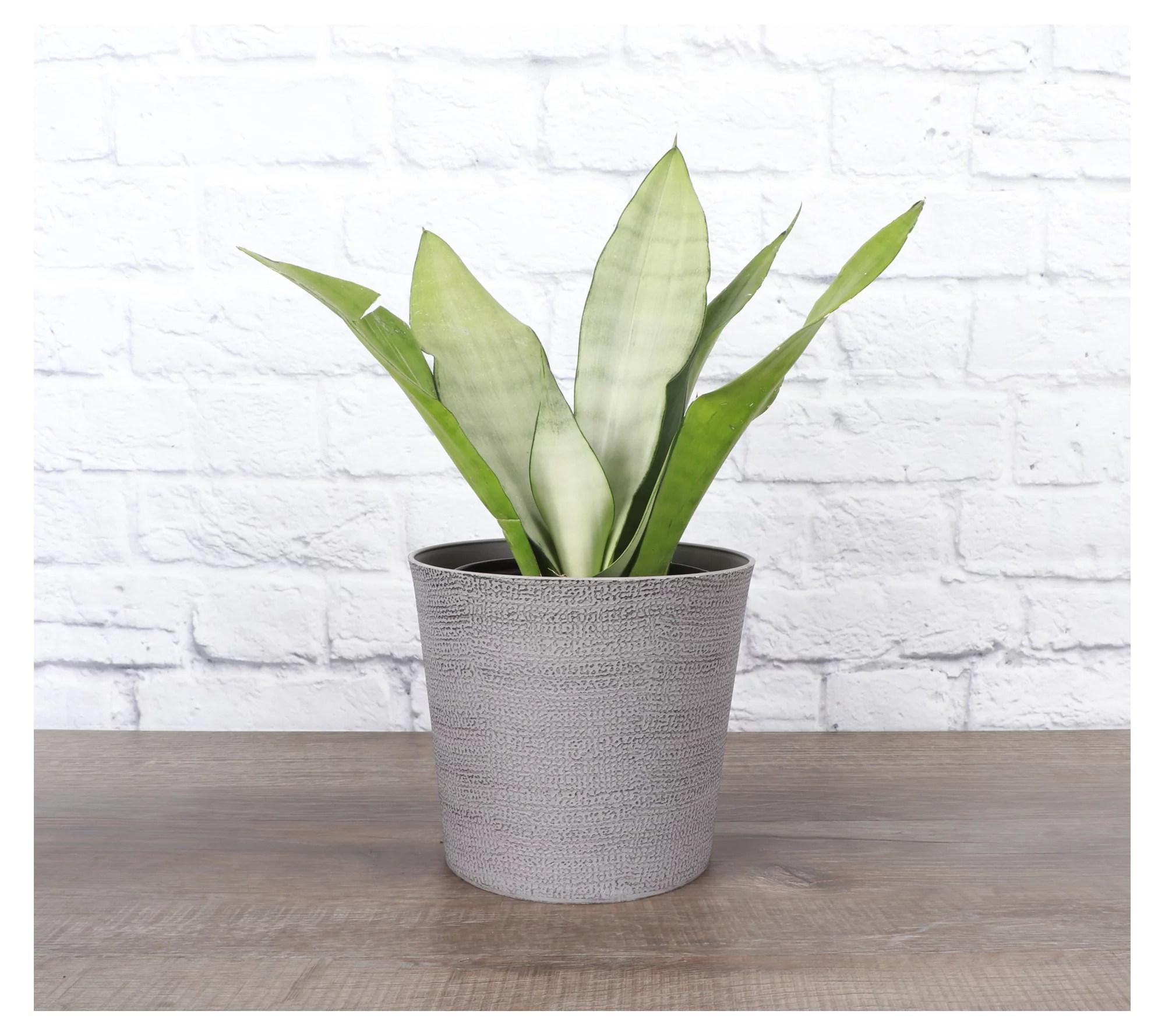 Thorsen's Greenhouse 6" Moonshine Snake Plant, Classic Pot