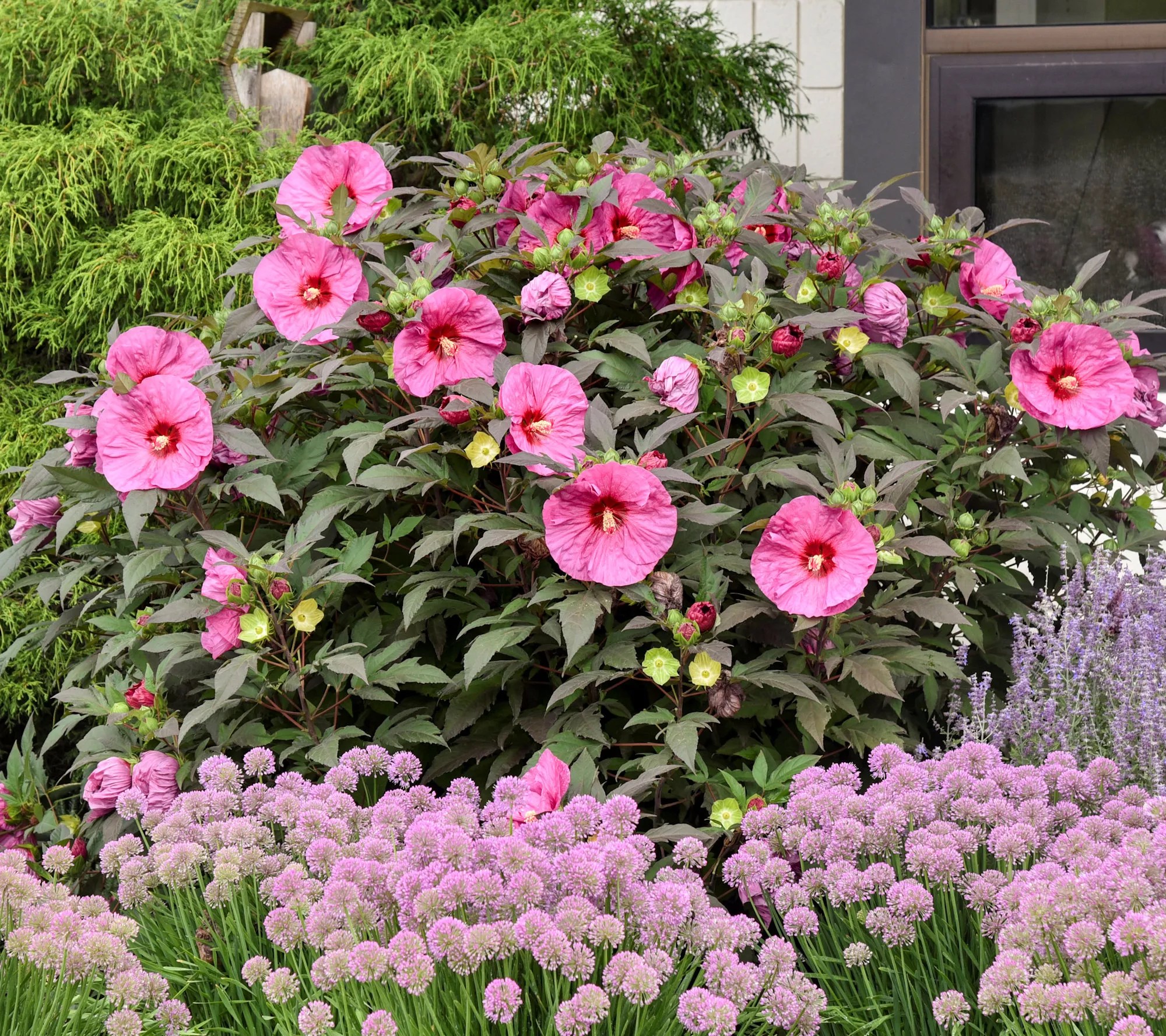 Cottage Farms Berry Awesome Hardy Hibiscus
