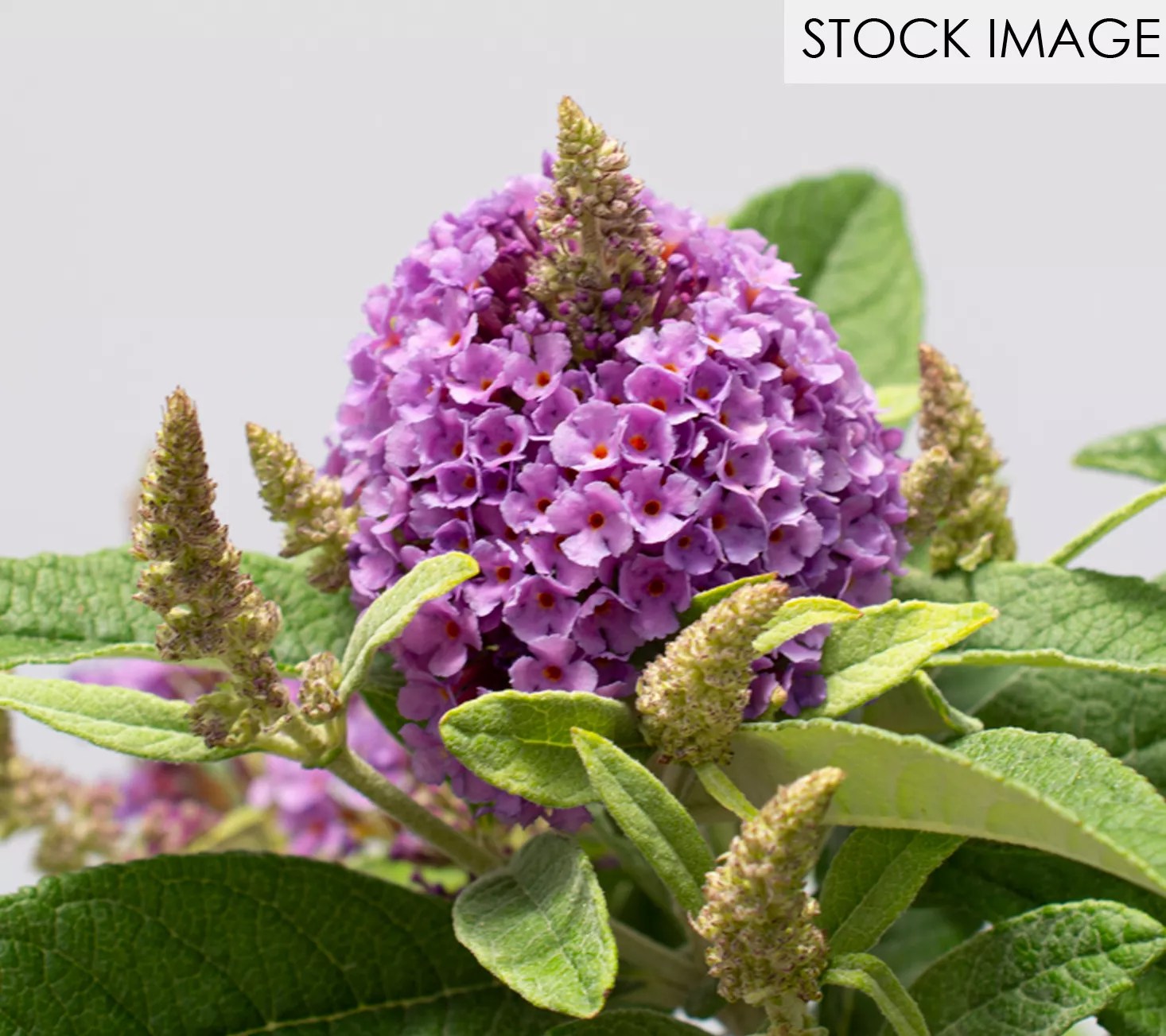 Bloomables Butterfly Bush Dapper Lavender by Van Zyverden