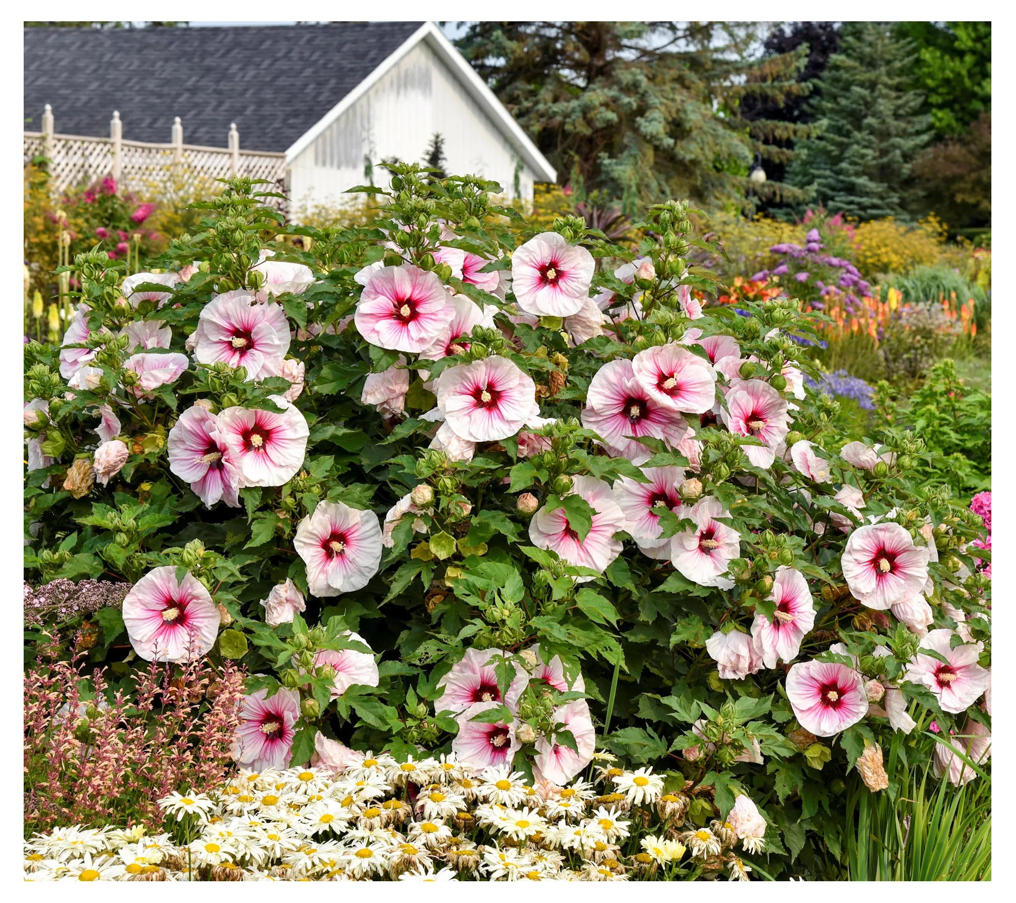 Cottage Farms Angel Eyes Hardy Hibiscus