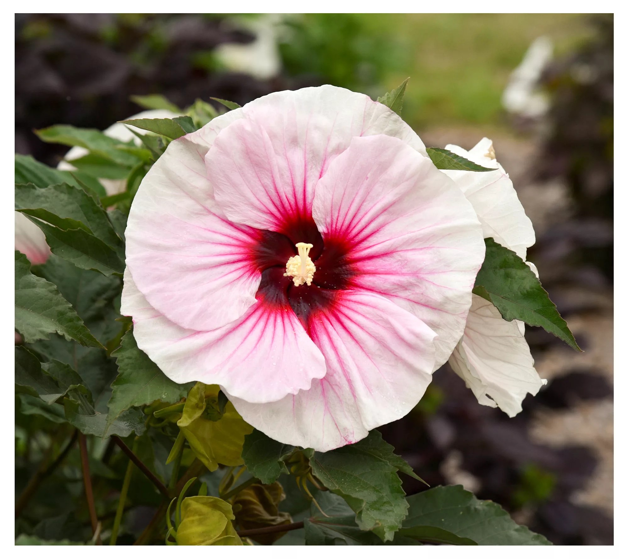 Cottage Farms Angel Eyes Hardy Hibiscus
