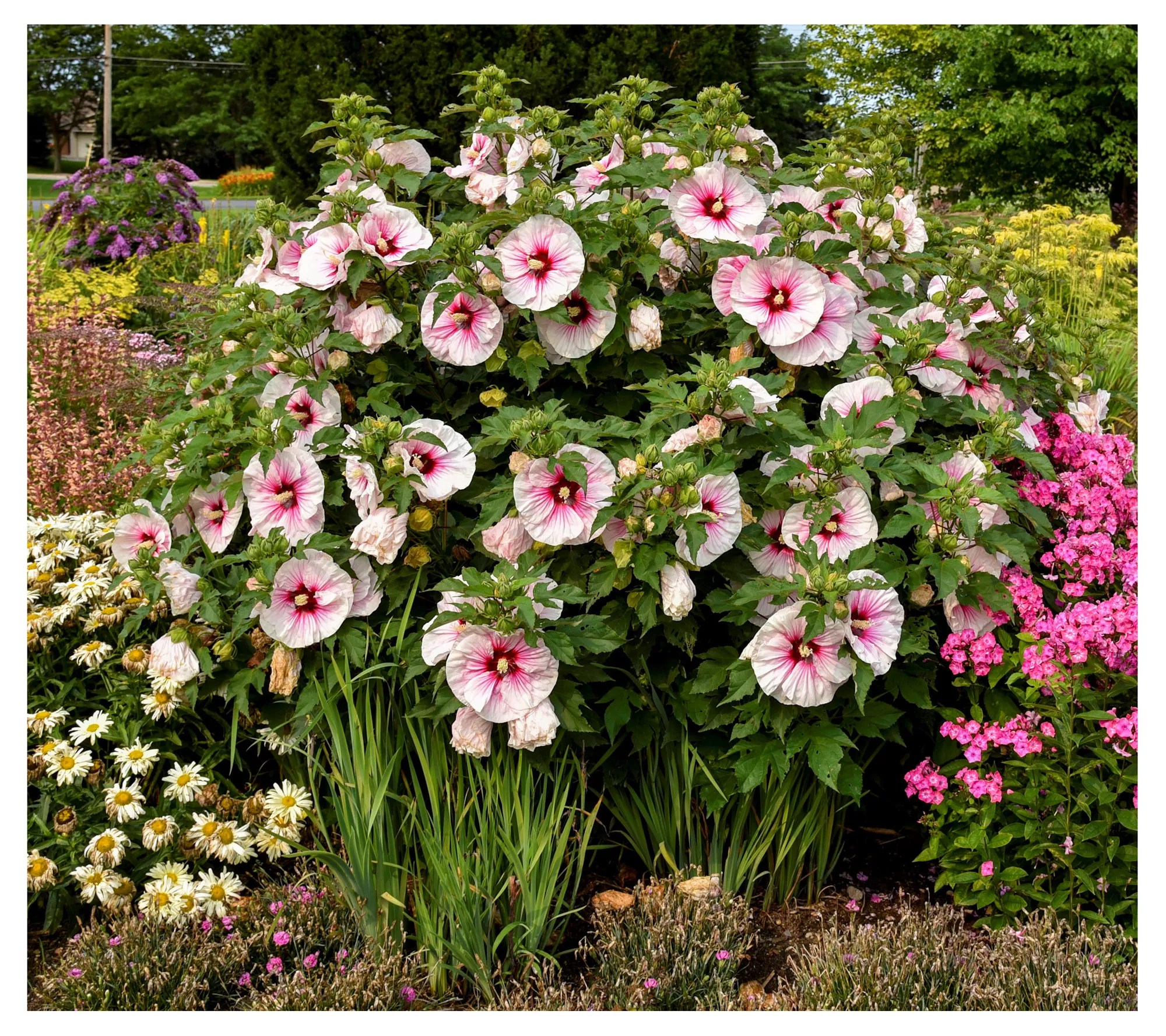 Cottage Farms Angel Eyes Hardy Hibiscus