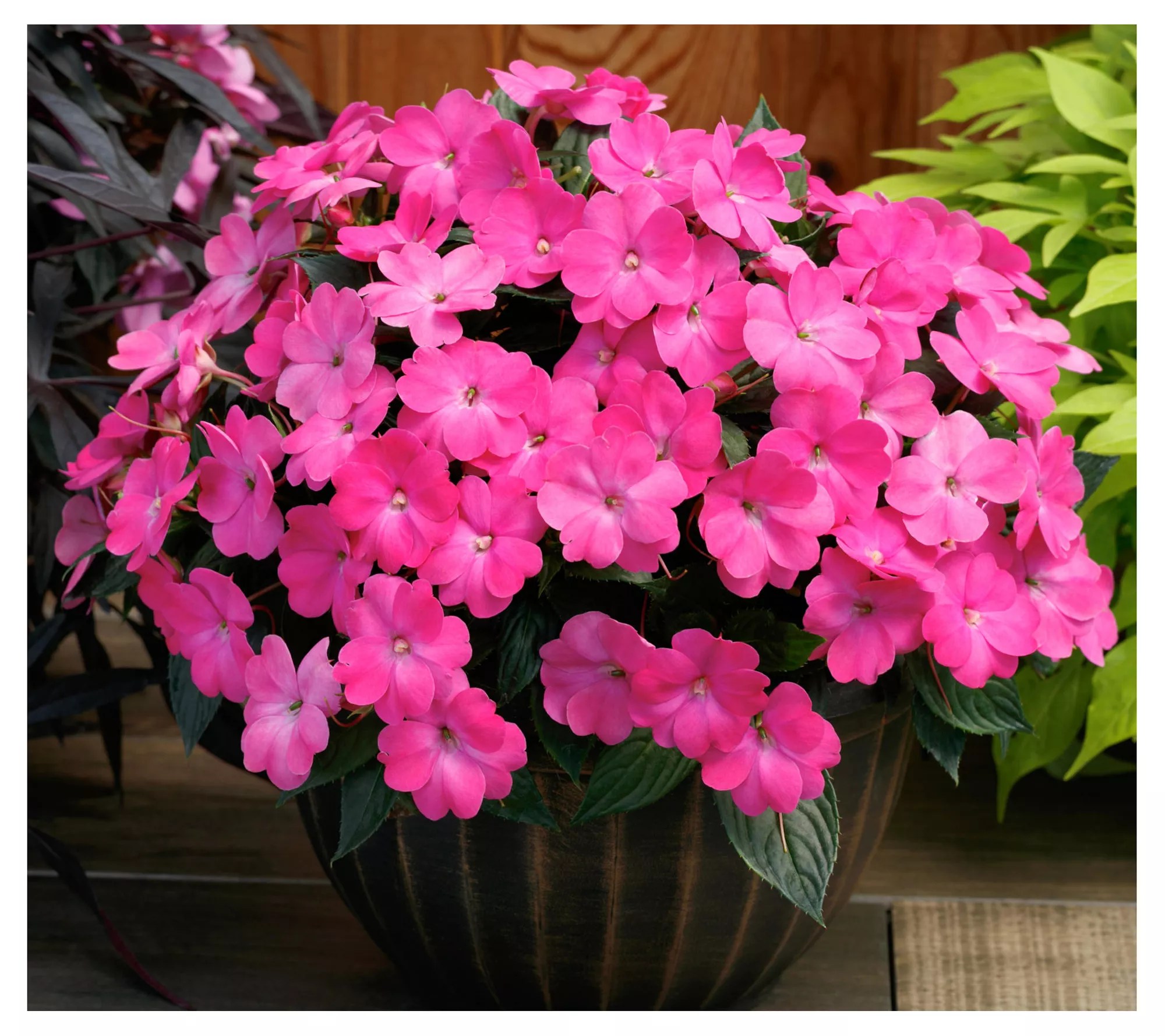 Cottage Farms 3Piece Hot Pink SunPatiens
