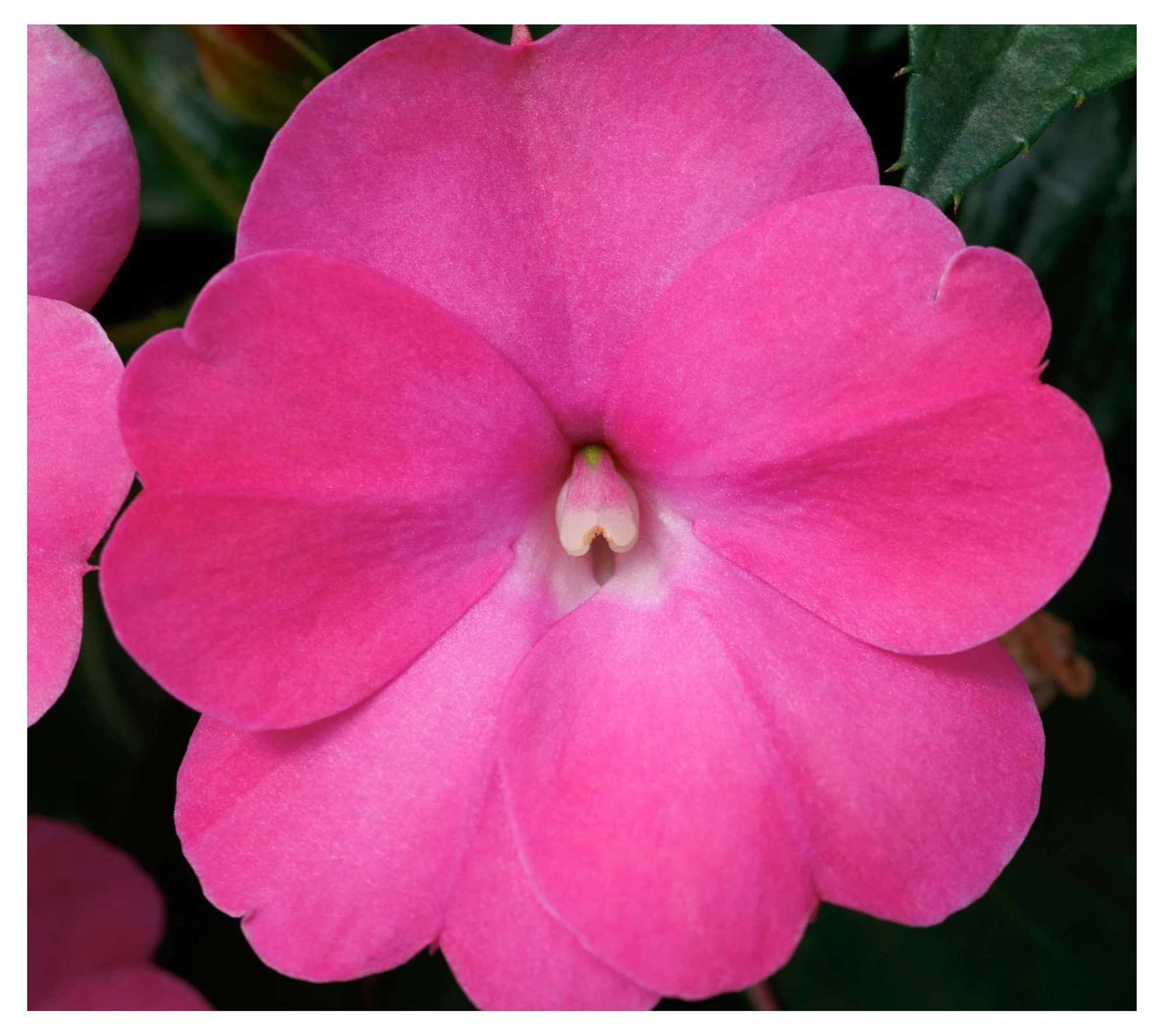Cottage Farms 3Piece Hot Pink SunPatiens