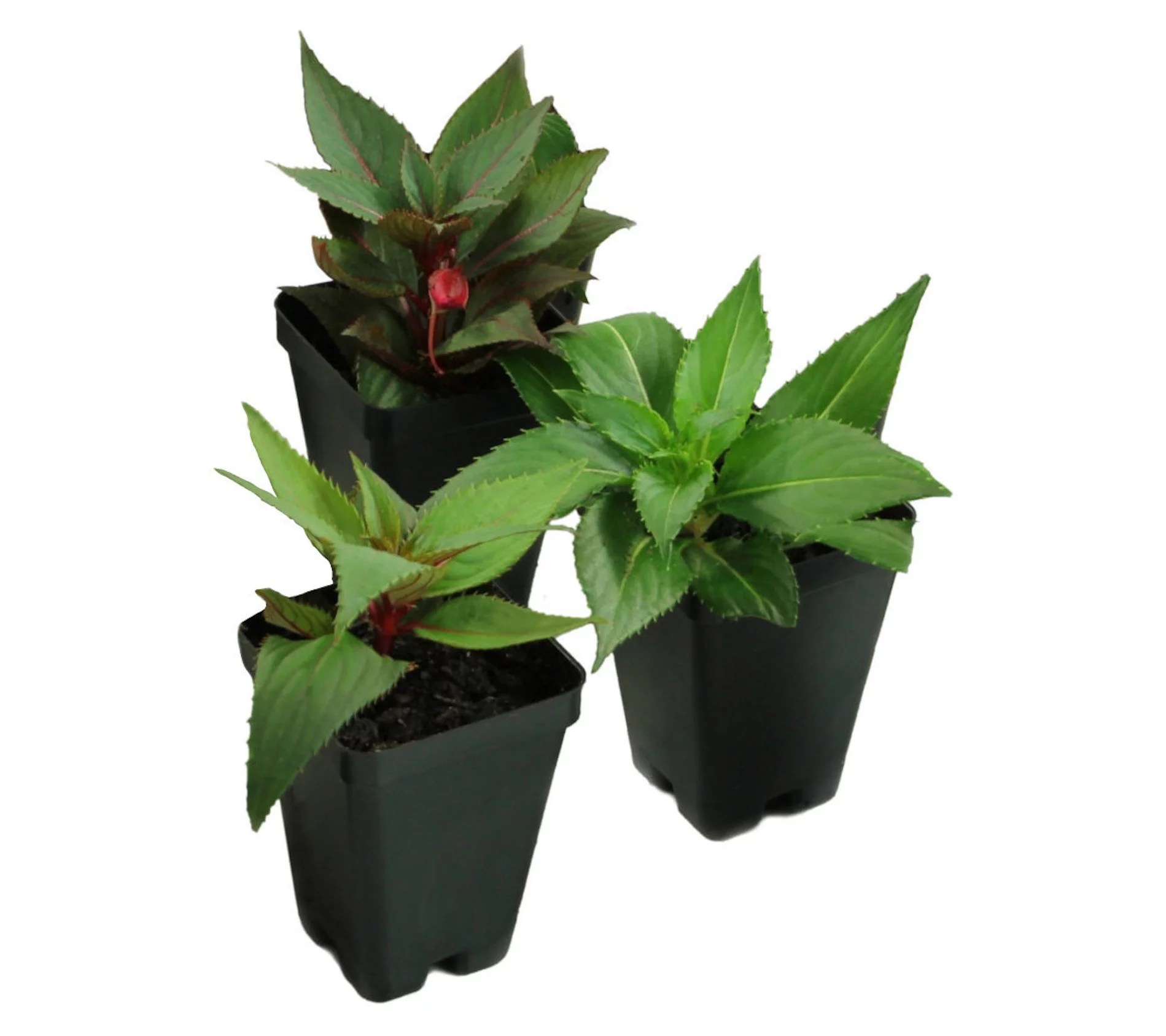Cottage Farms 3Piece Hot Pink SunPatiens