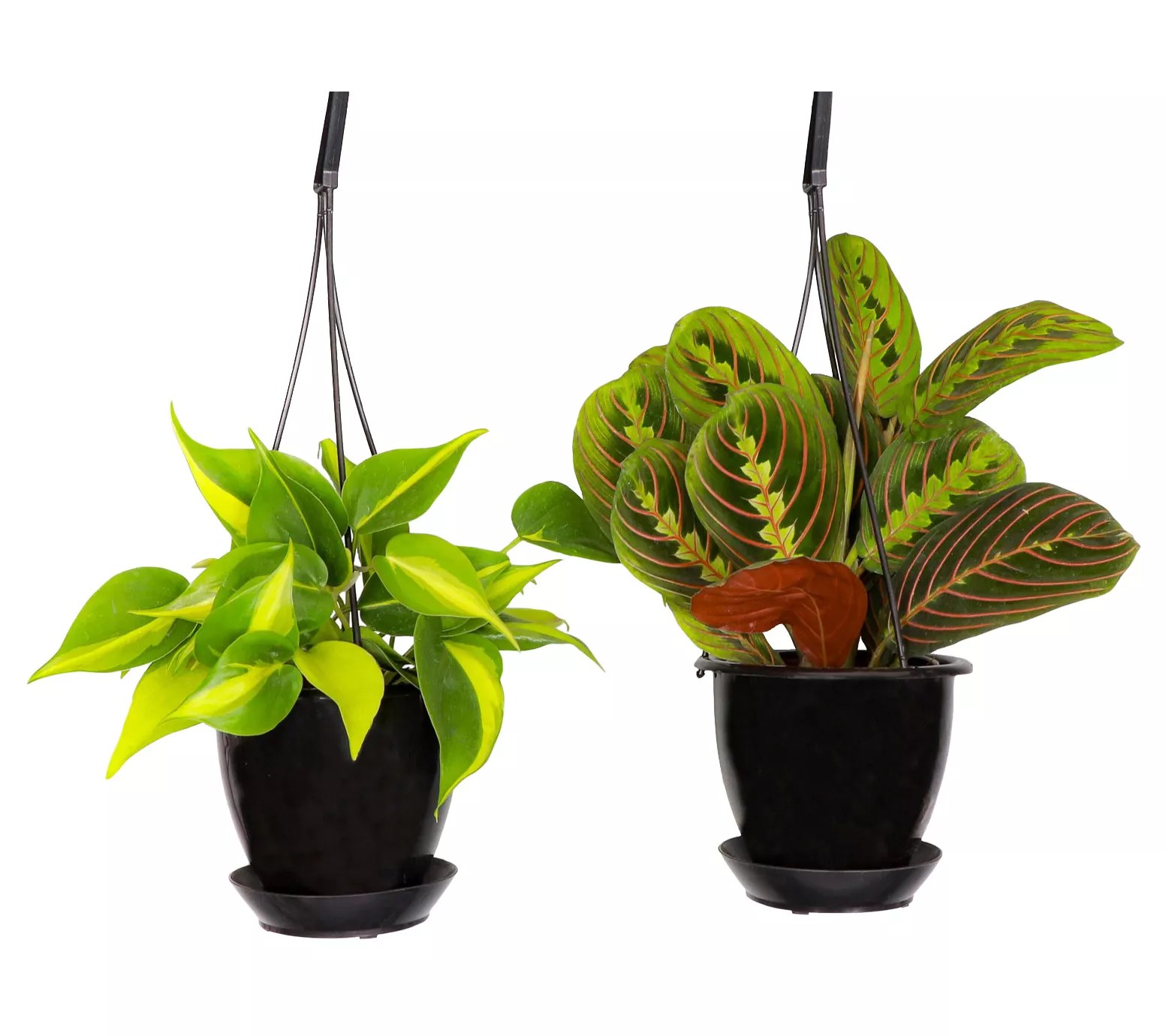 Thorsen's Greenhouse Set of 2 Live 4" Hanging Houseplants