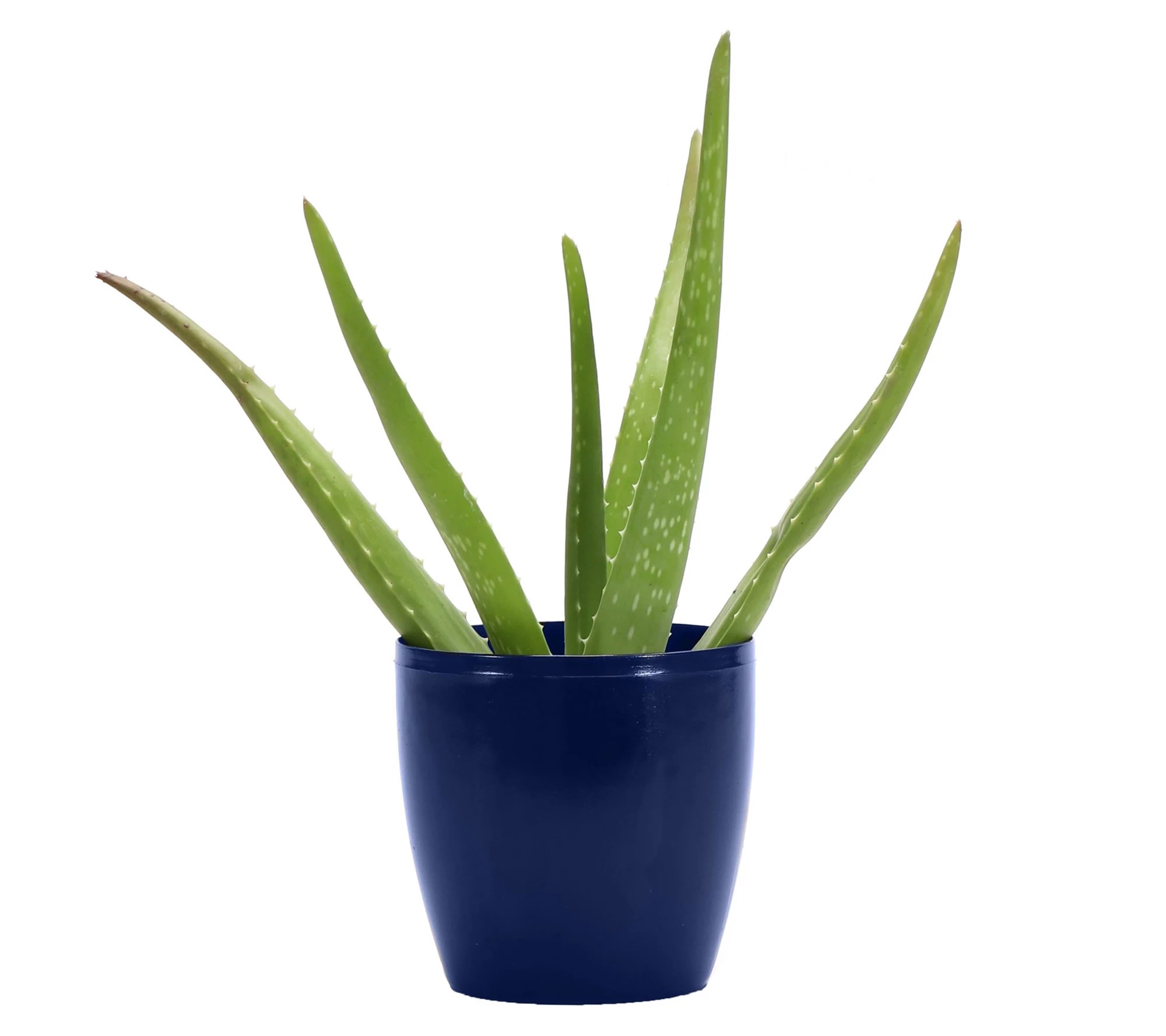 Thorsen's Greenhouse Live 4" Aloe Vera Plant inClassic Pot
