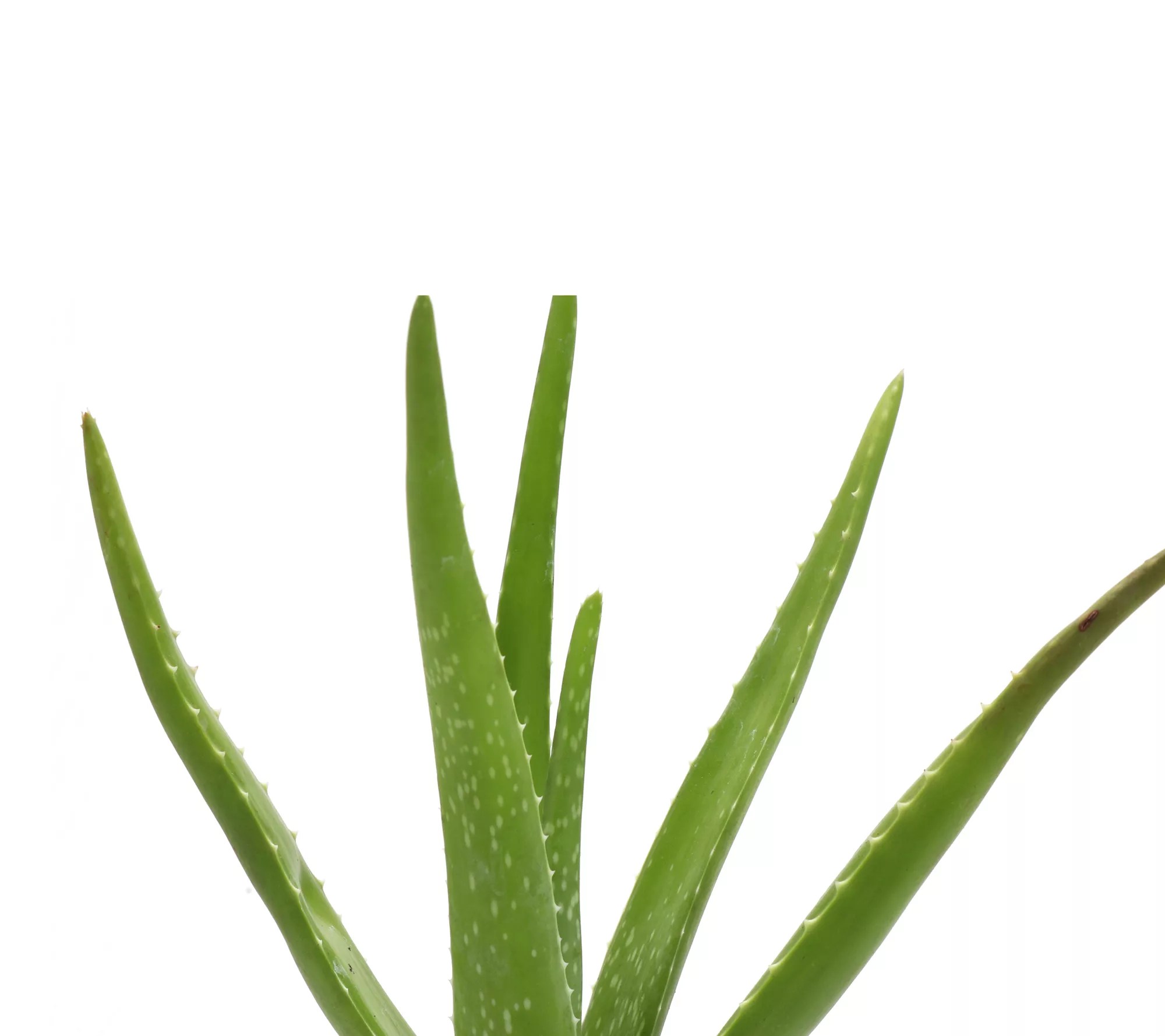 Thorsen's Greenhouse Live 4" Aloe Vera Plant inClassic Pot