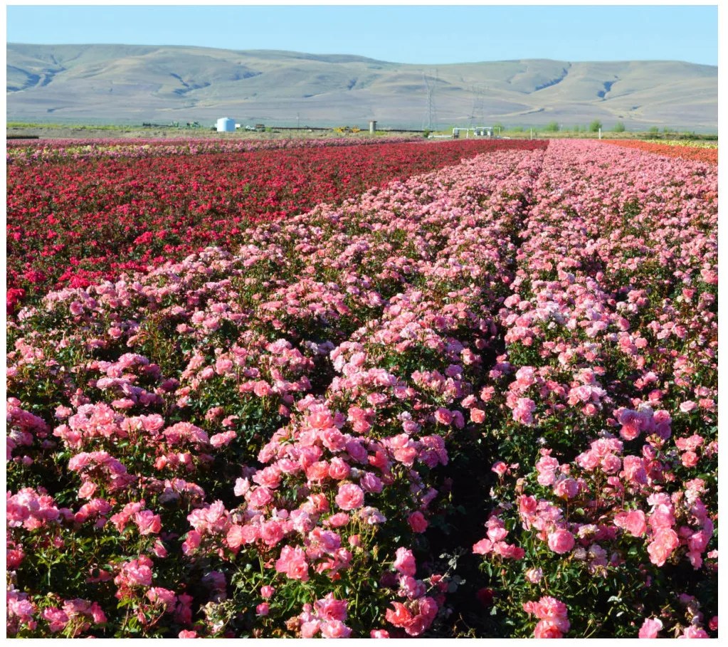 Cottage Farms Savannah Sunbelt Rose