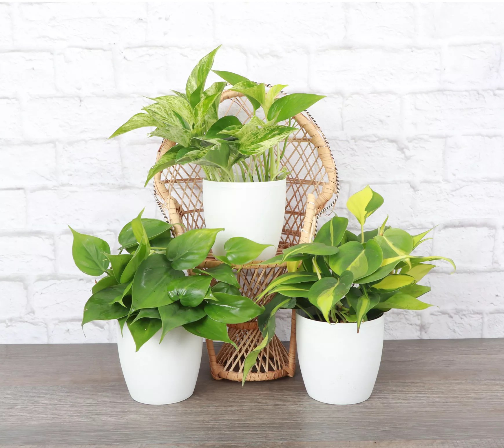 Thorsen's Greenhouse S/3 Live 4" Trailing Houseplants