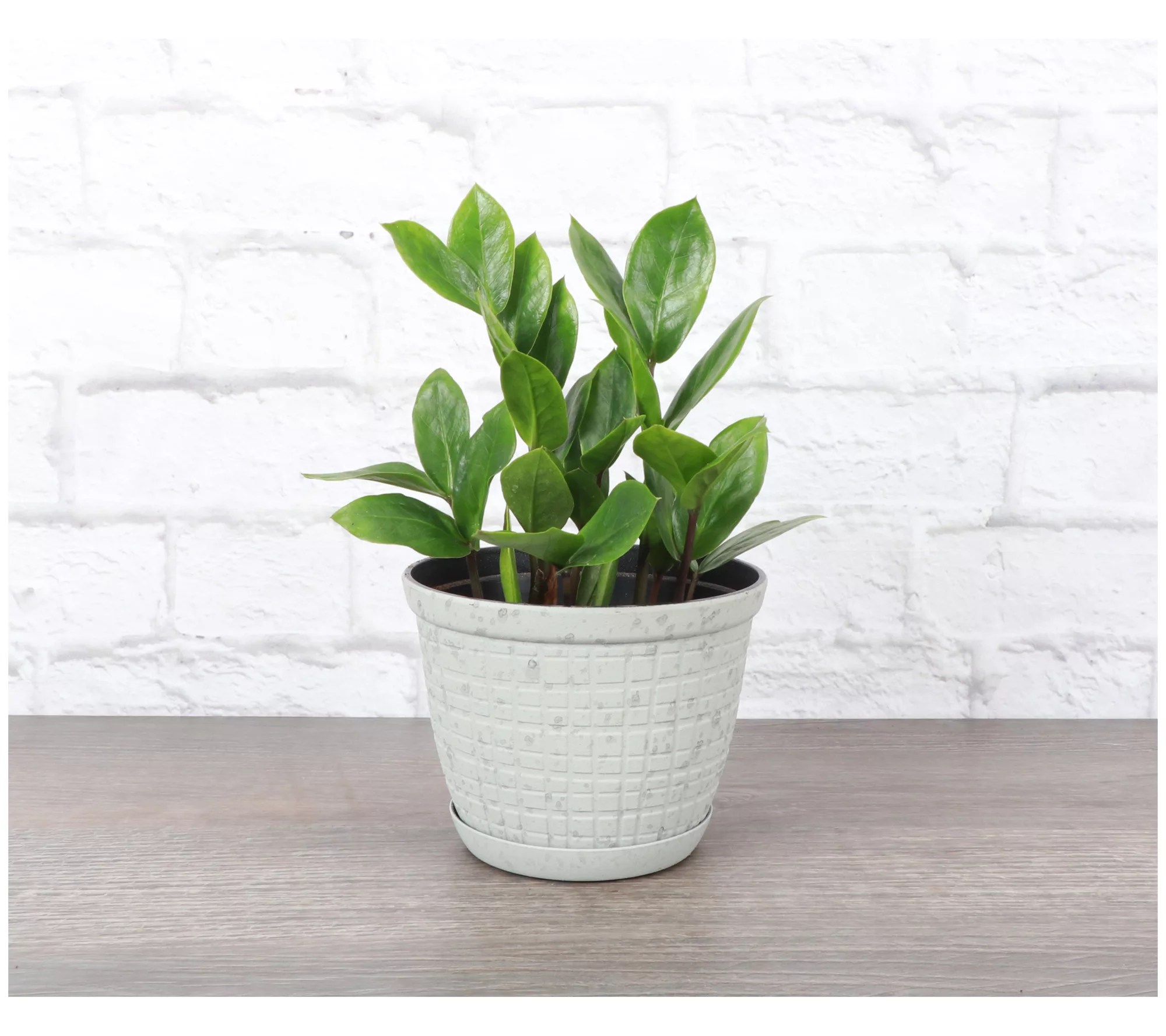 Thorsen's Greenhouse Live 4" ZZ Plant in RusticPlanter