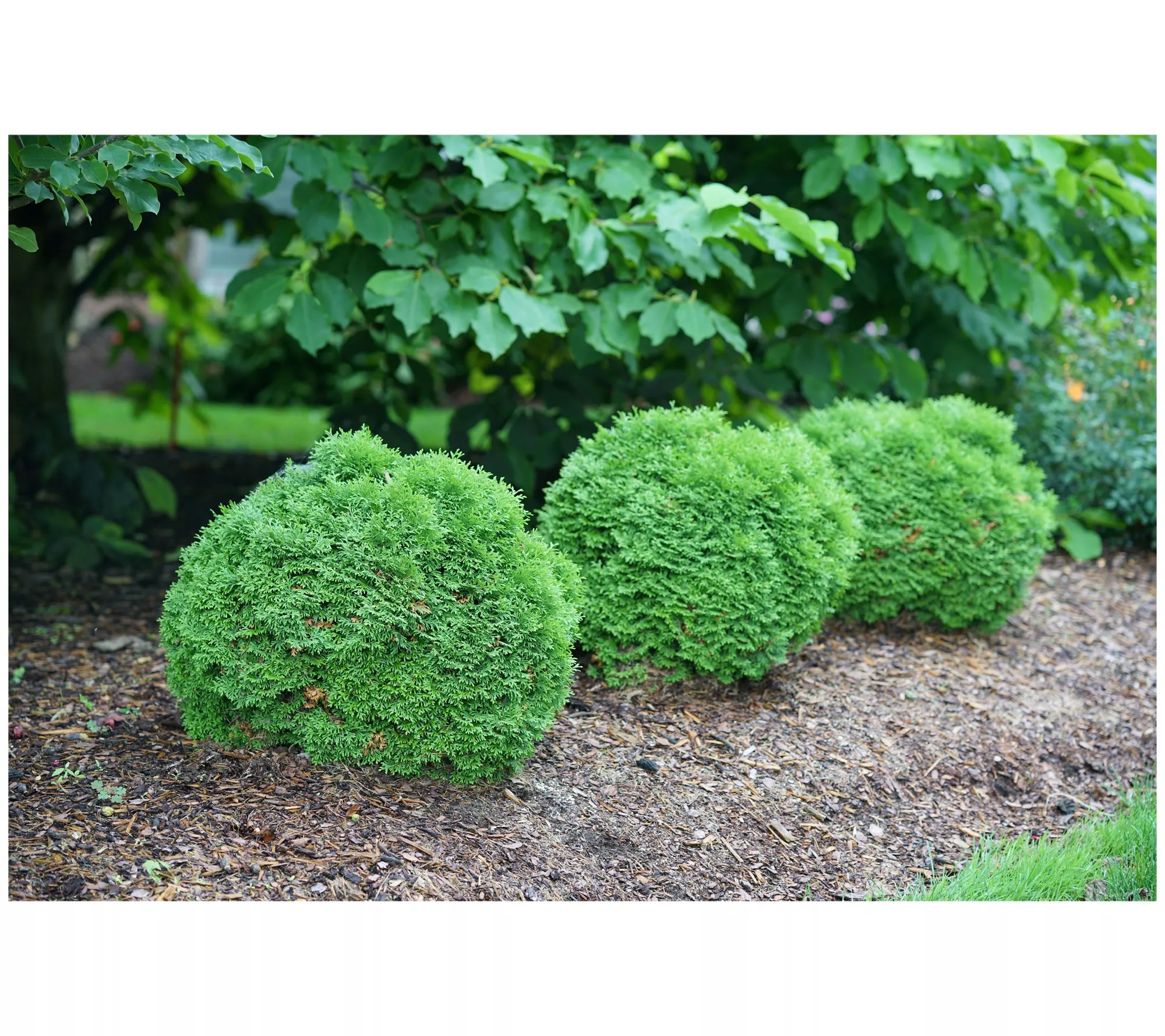 Roberta's Arborvitae Proven Winners Tater Tot