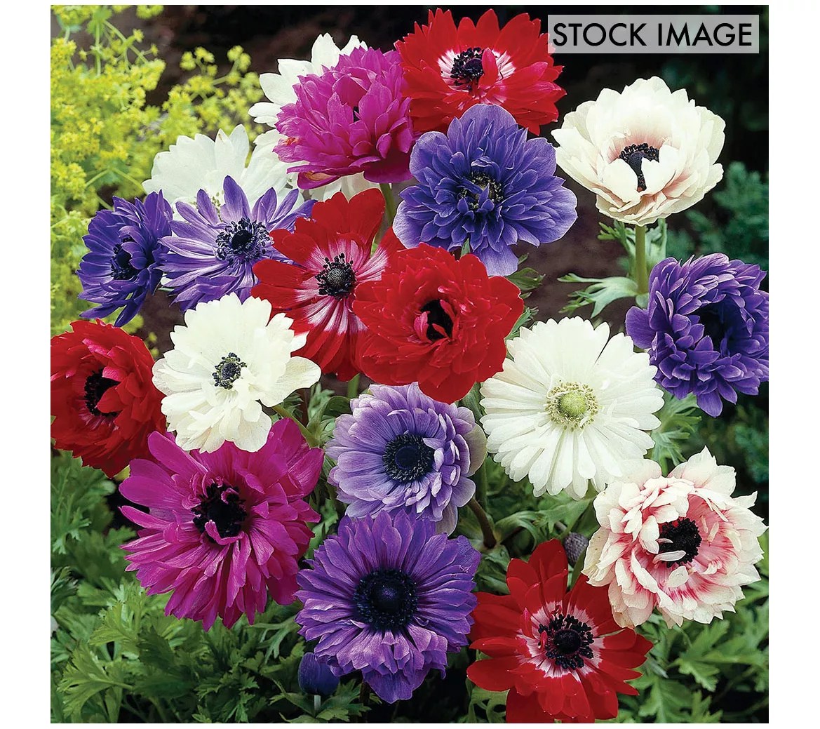 Van Zyverden Wind Flowers Anemones St. Brigid Mix 25 Bulbs