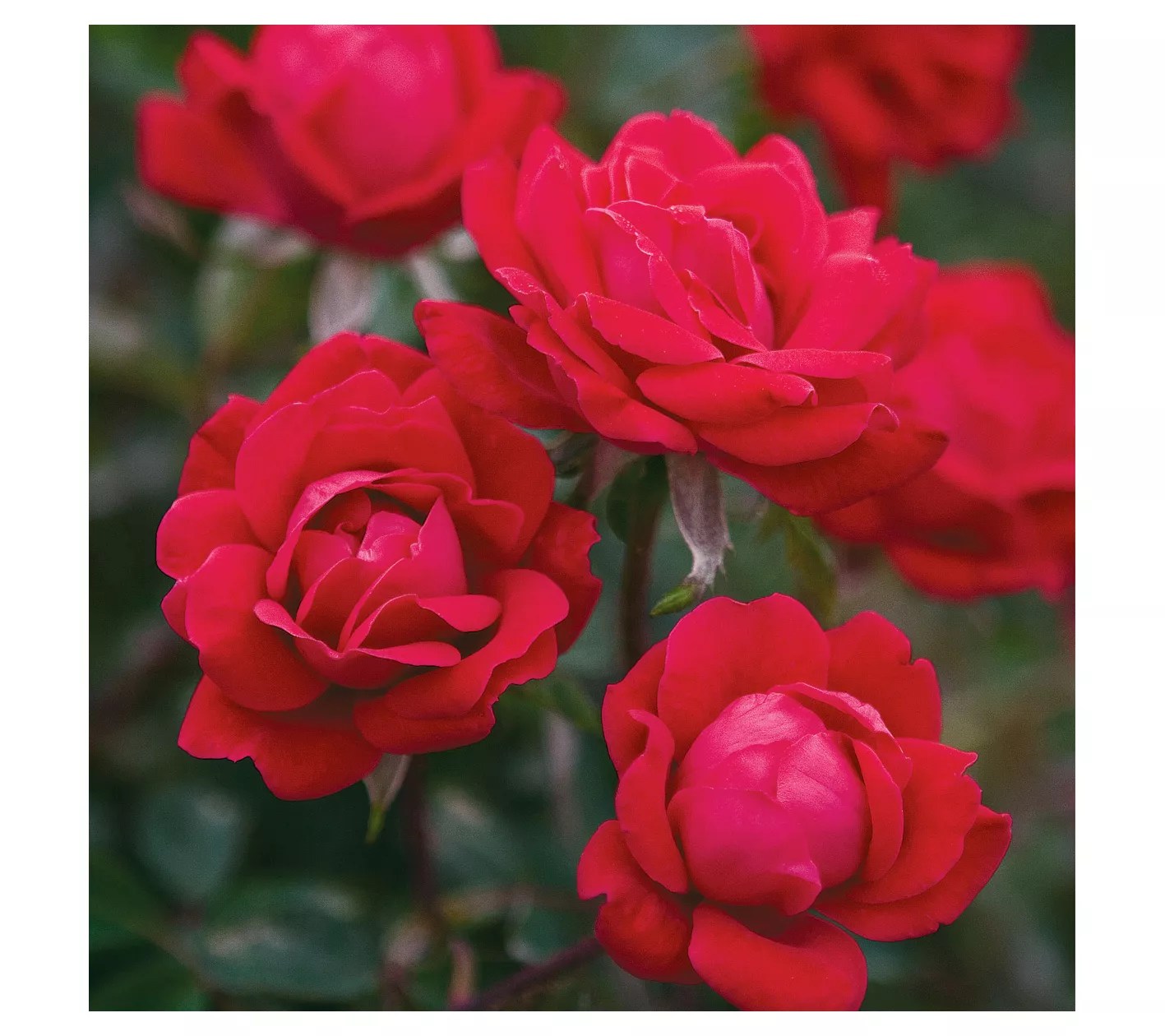 Van Zyverden Roses The KnockOut Double Red Setof Three Roses