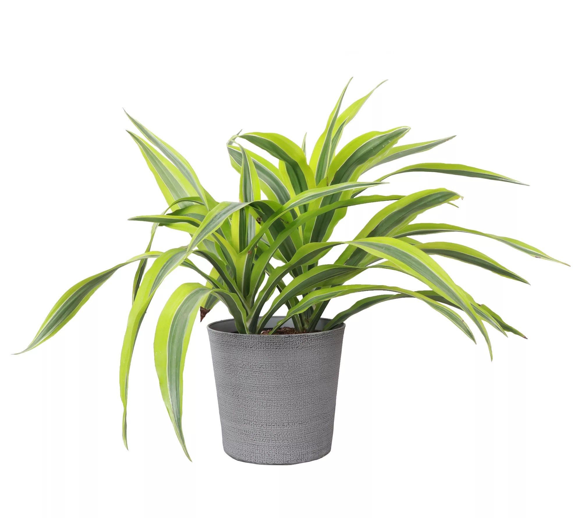 Thorsen's Greenhouse Live 6" Lemon Lime Dracaena, Classic Pot