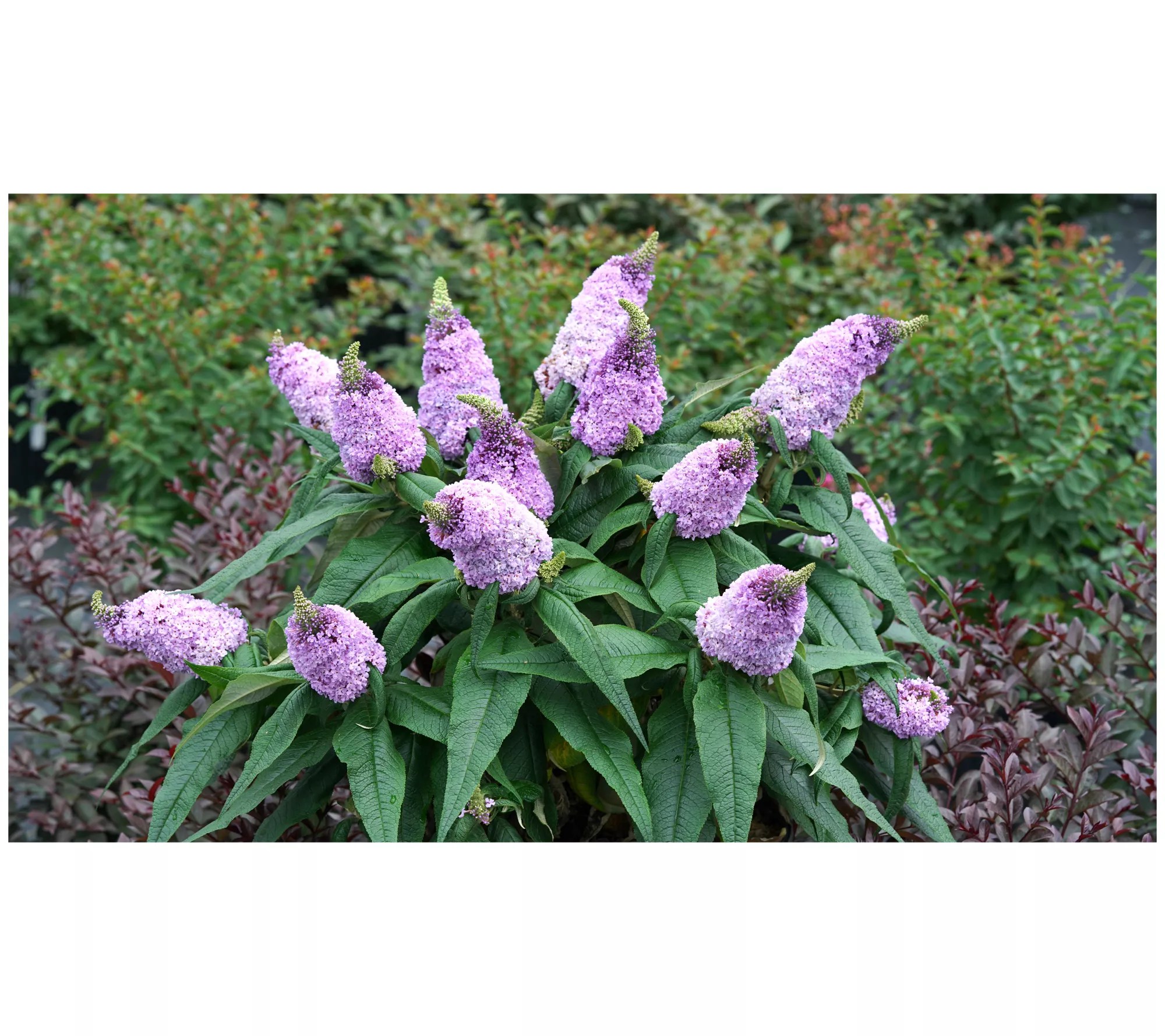 Roberta's Gardens Proven Winners Amethyst Butterfly Bush