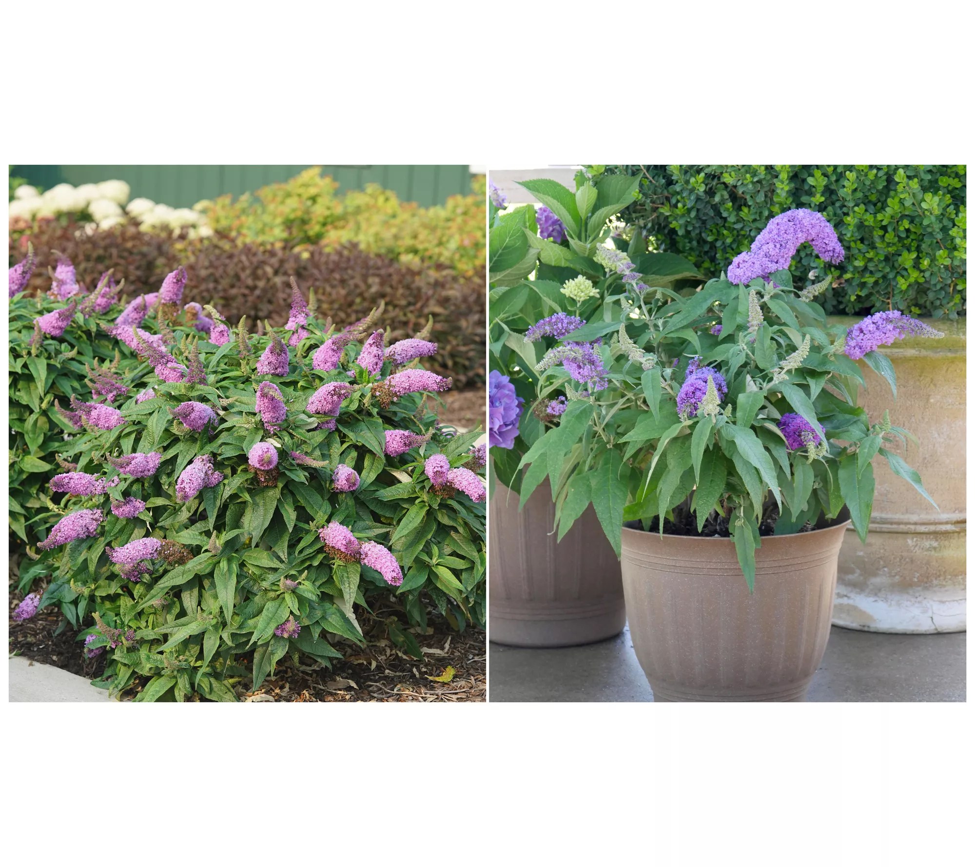 Roberta's Gardens Proven Winners Amethyst Butterfly Bush