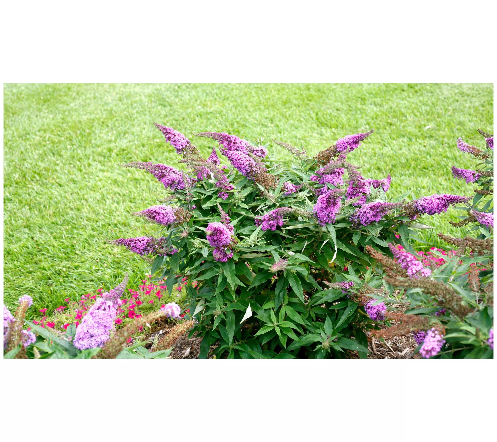Roberta's Gardens Proven Winners Amethyst Butterfly Bush