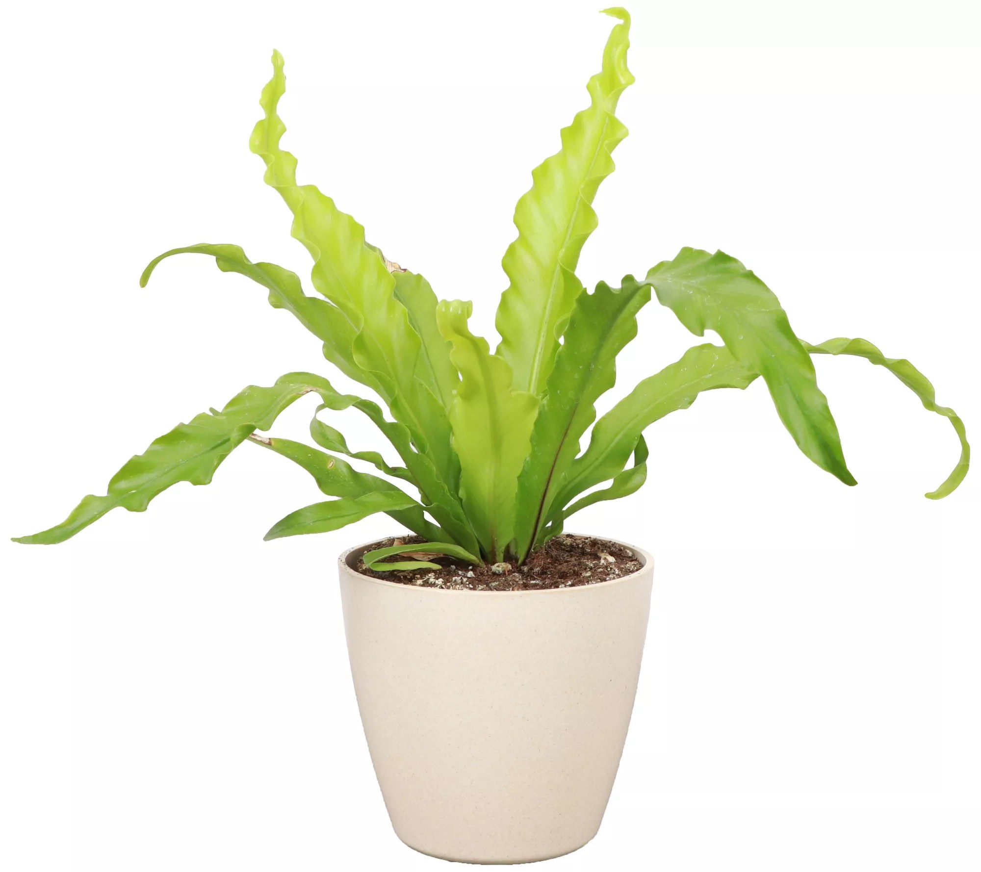 Thorsen's Greenhouse Live 4" Victoria Fern, Biodegradable Pot
