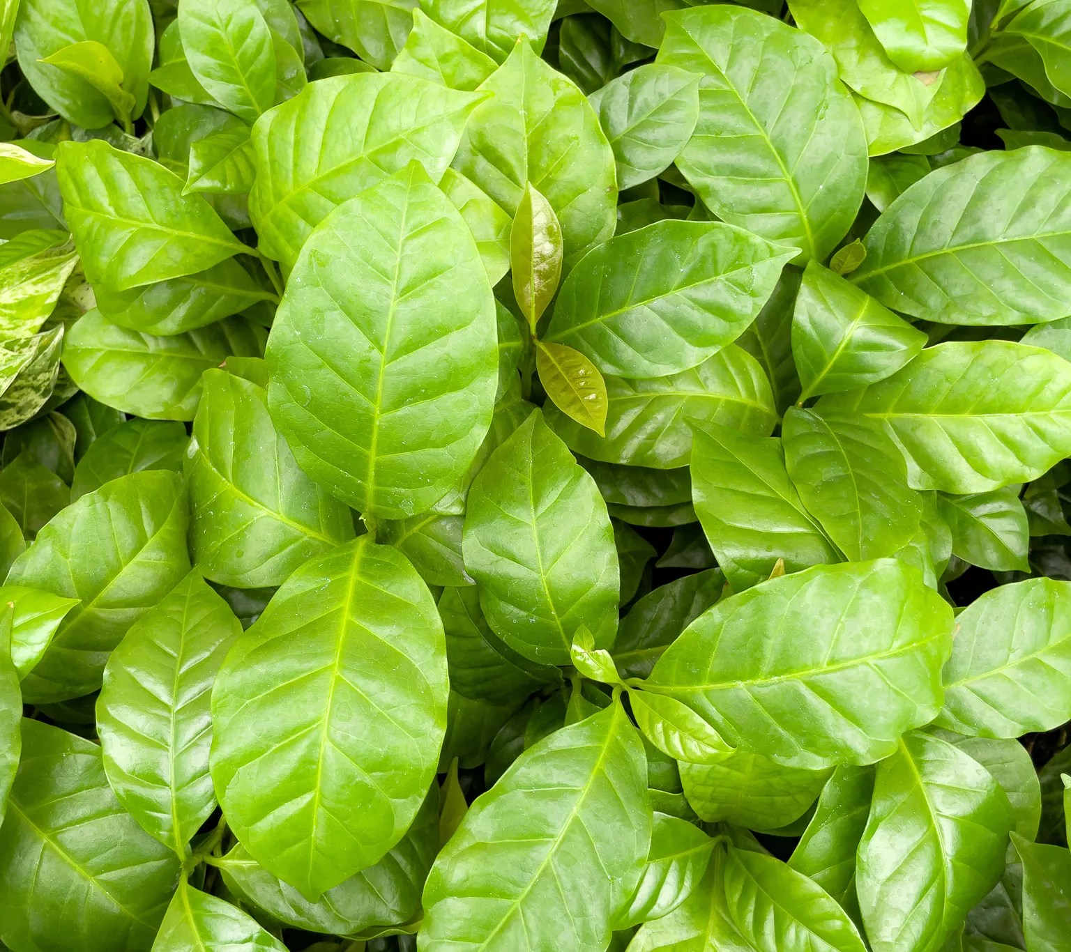 Thorsen's Greenhouse Live 4" Coffee Plant in Biodegradable Po