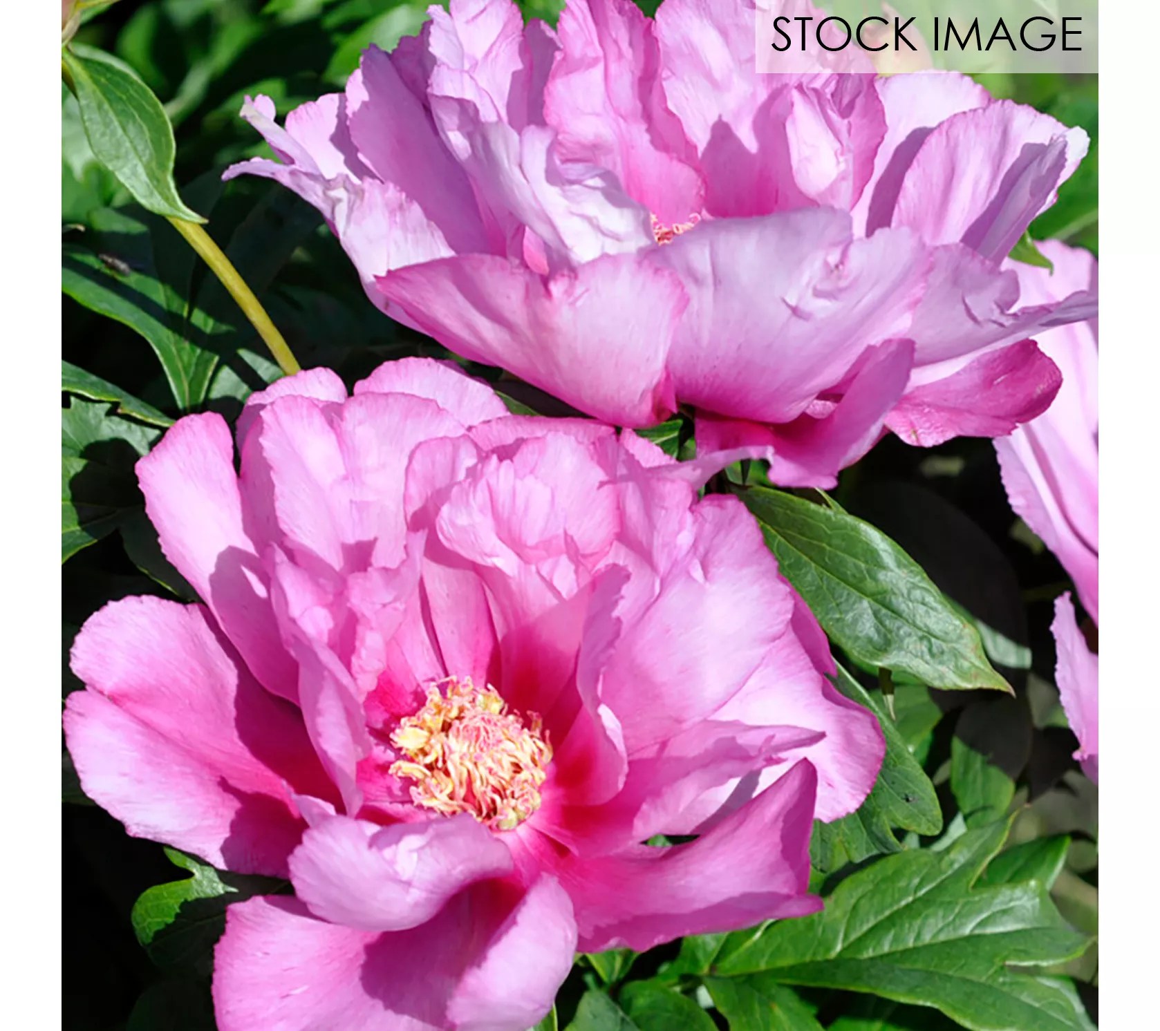 Van Zyverden Itoh Peony First Arrival Set of 1 Root