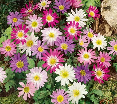 Roberta’s Unique Gardens — Home & Garden — QVC.com