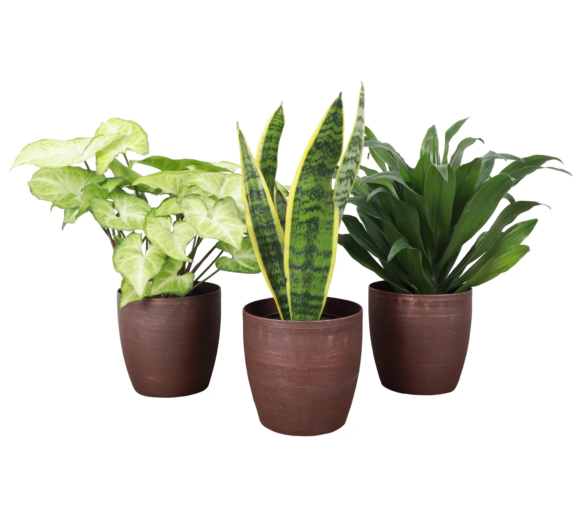 Thorsen's Green house Set of 3 Live 4" Low Lig ht Houseplants