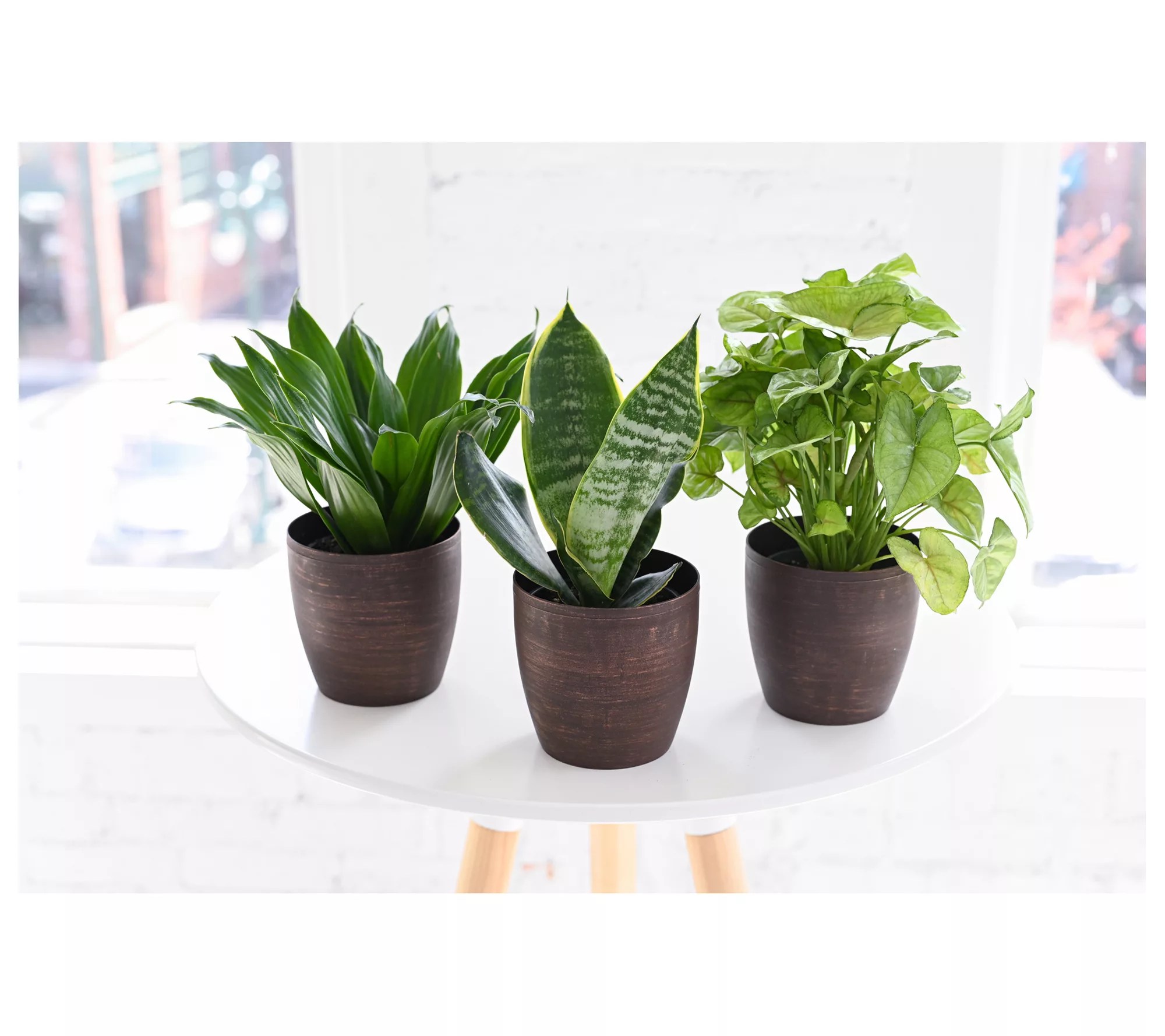 Thorsen's Green house Set of 3 Live 4" Low Lig ht Houseplants