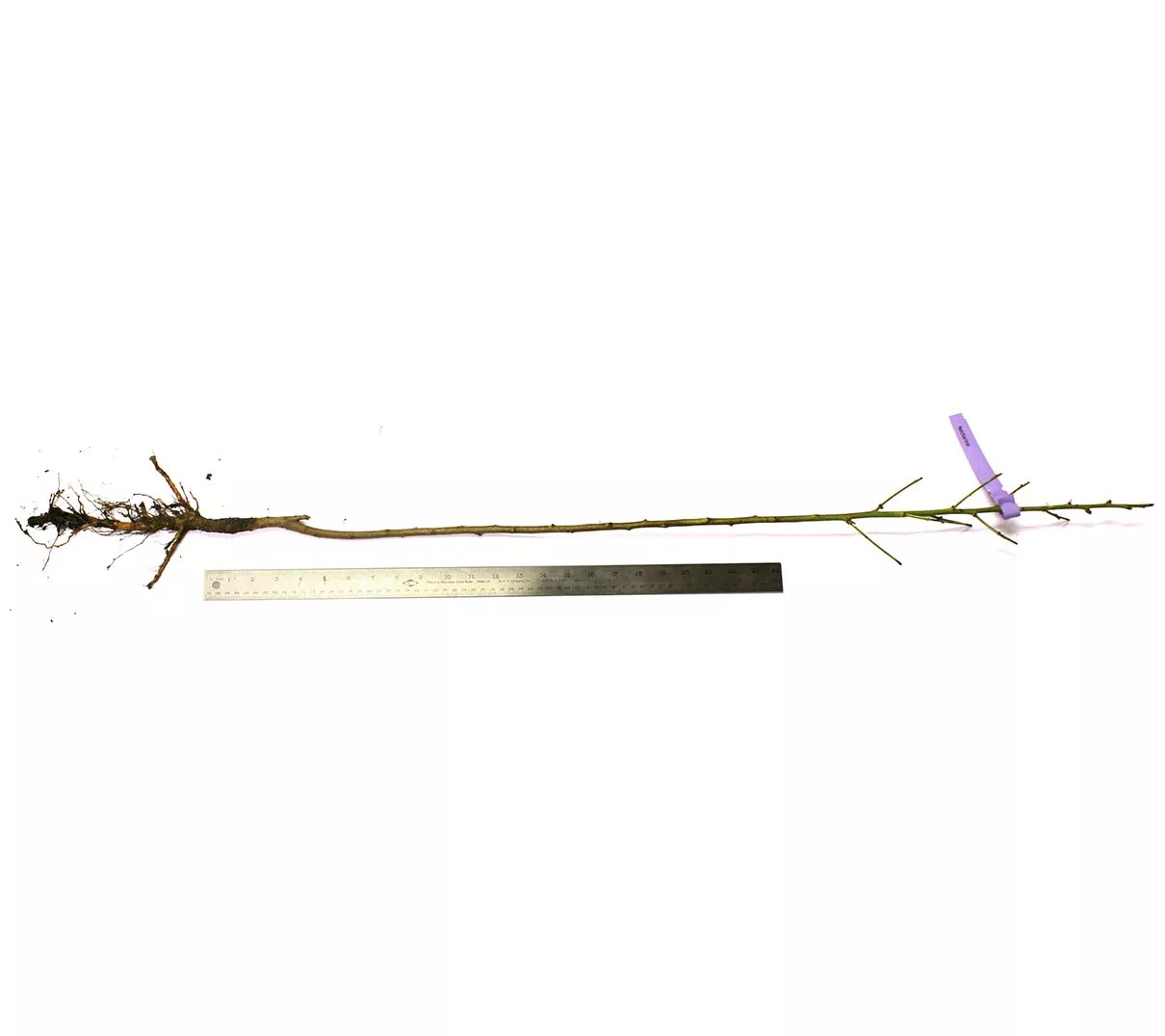 Van Zyverden Nectarine Tree June Princess 1 Root Stock