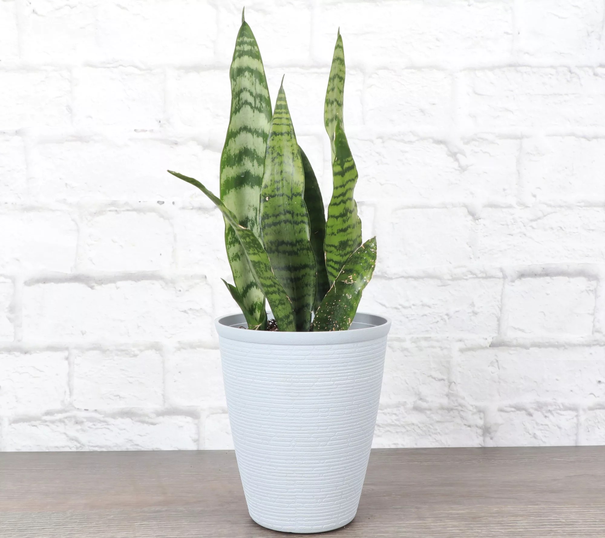 Thorsen's Greenhouse 4" Zeylancia Snake Plant,Farmhouse Pot