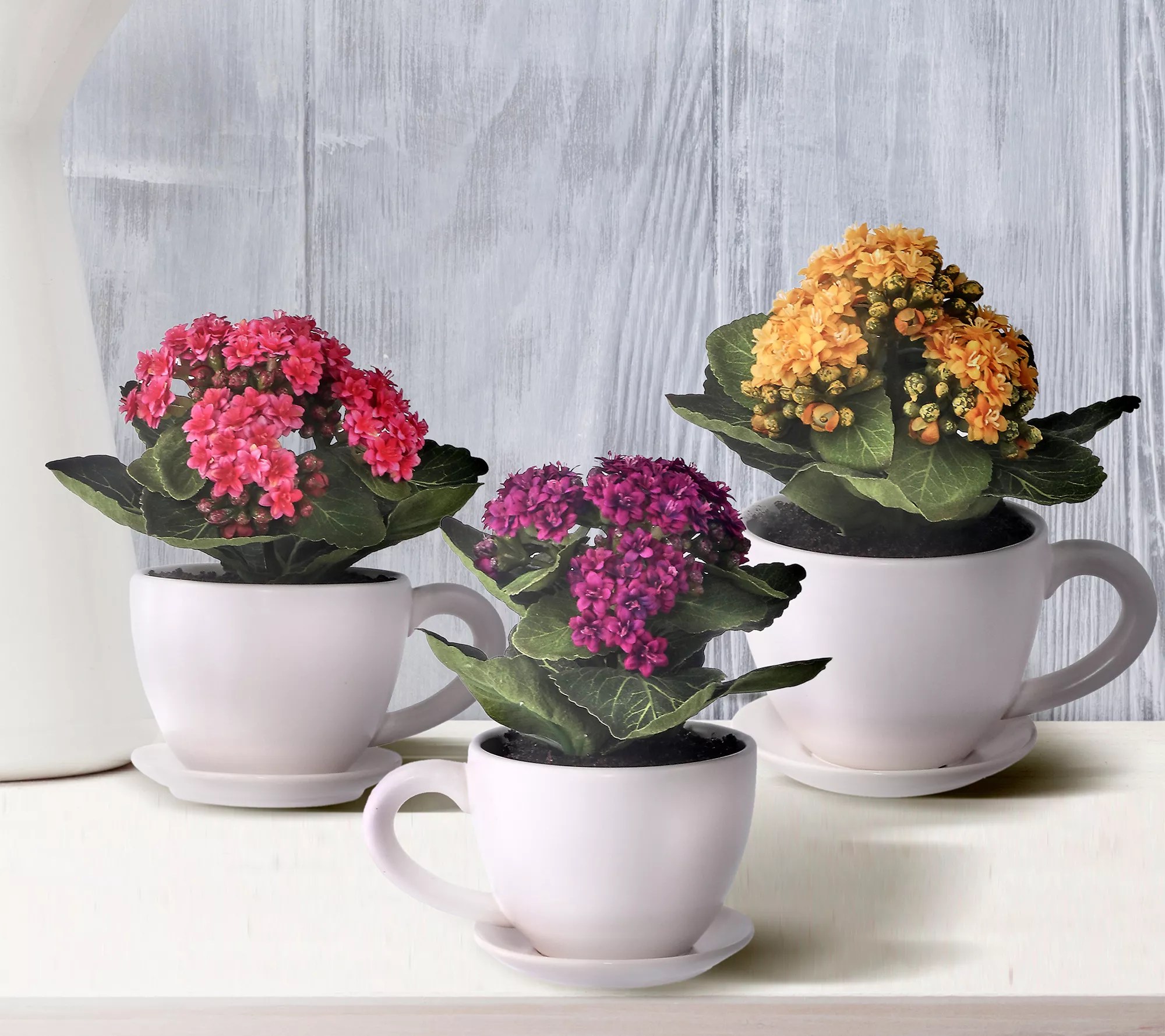 Kalanchoe In Tea Cup 8" Set of 3 by Valerie
