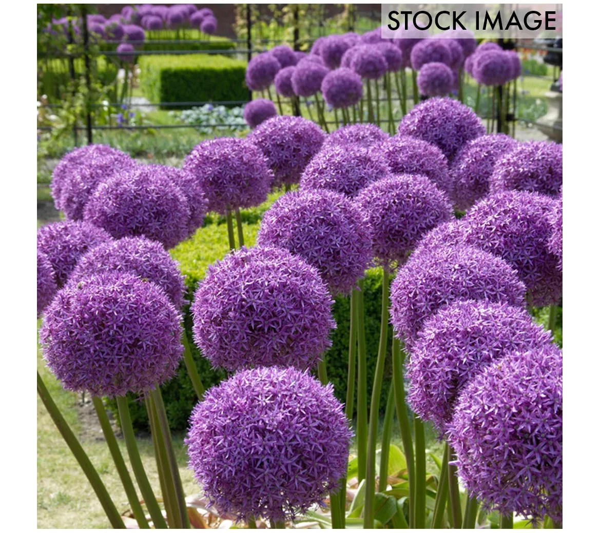 Van Zyverden Allium Globemaster Set of 1 Bulbs