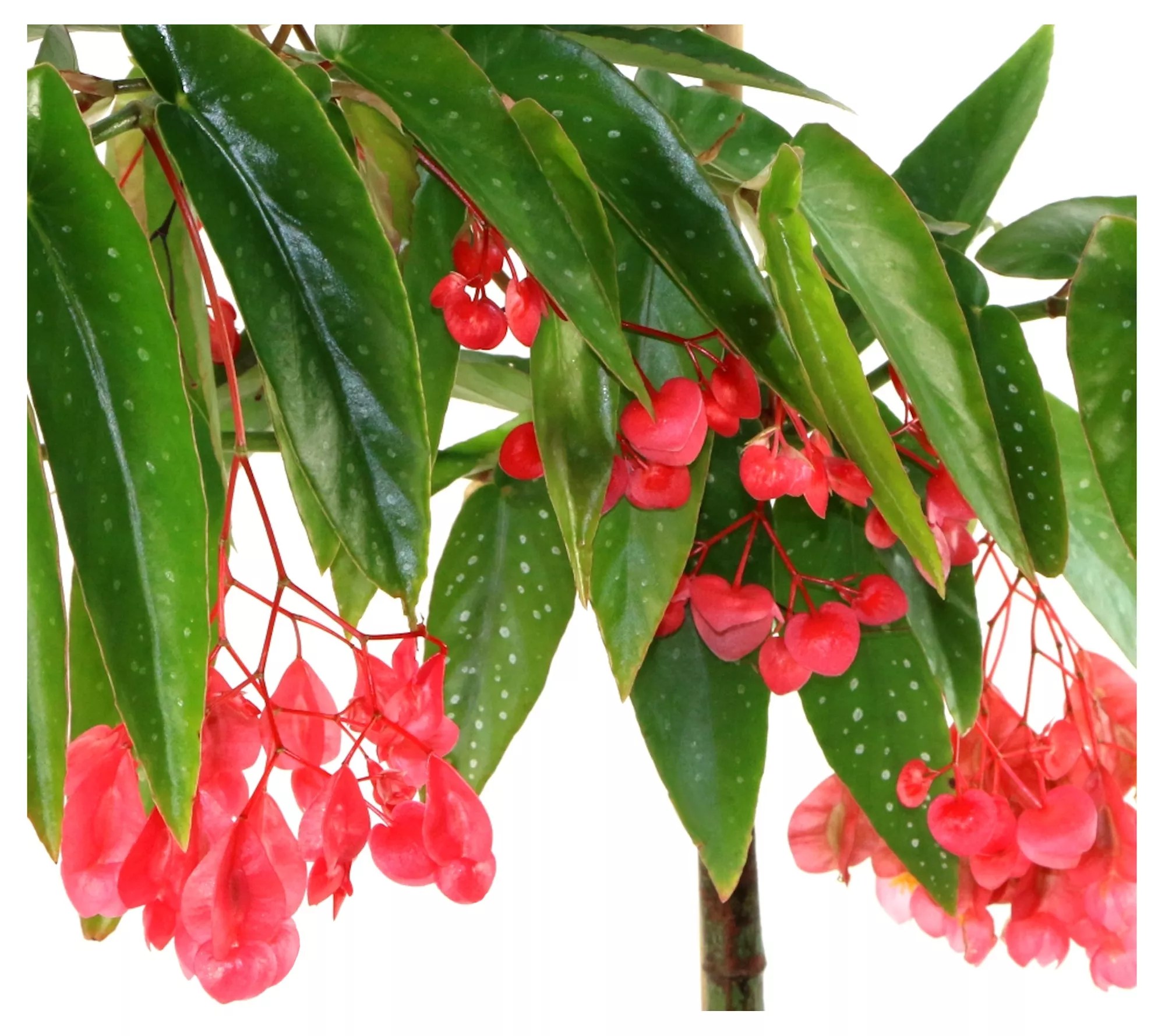 Cottage Farms Pink Pergola Tamaya Begonia