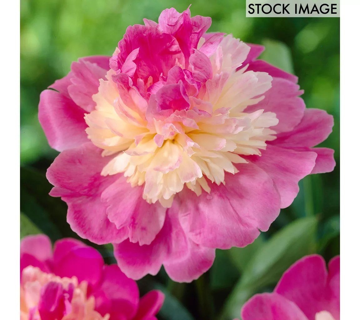 Van Zyverden Peonies Gay Paree Set of 3 Roots