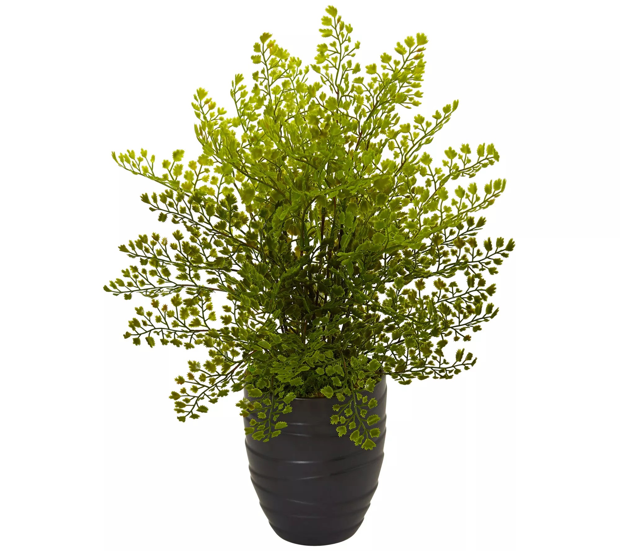 Maidenhair Plant in Black Ceramic Pot by NearlyNatural