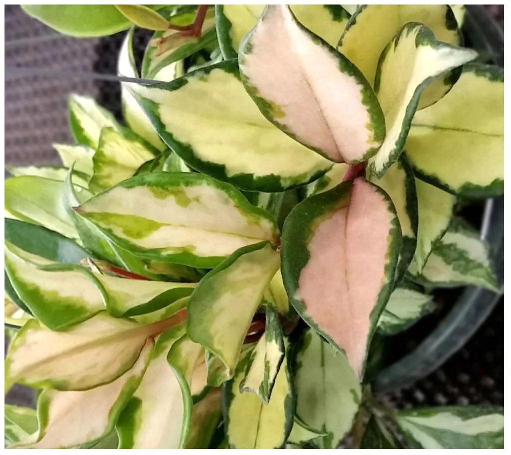 Cottage Farms Krimson Queen Wax Plant