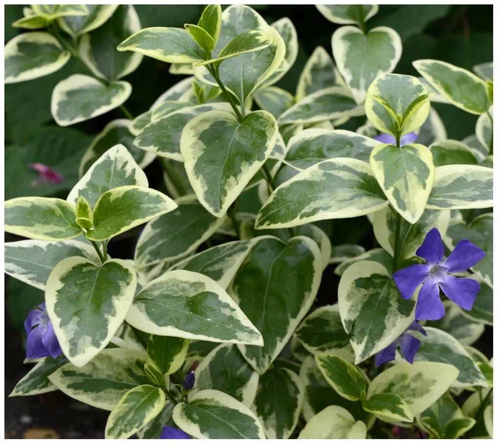 Cottage Farms Variegated Periwinkle