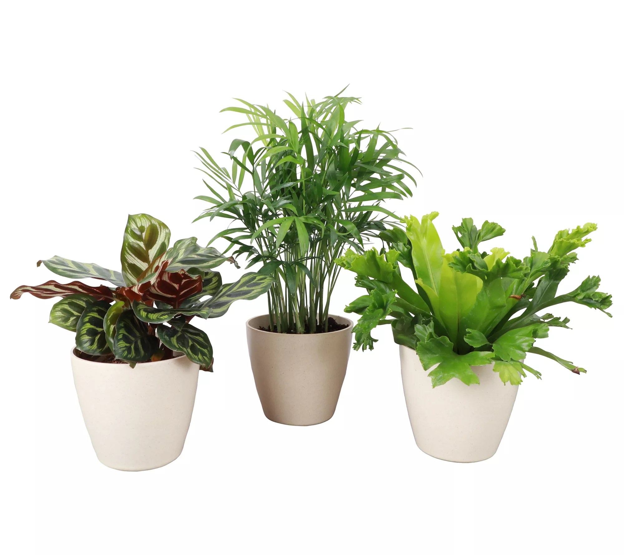 Thorsen's Greenhouse Live 4" Pet Friendly Houseplants