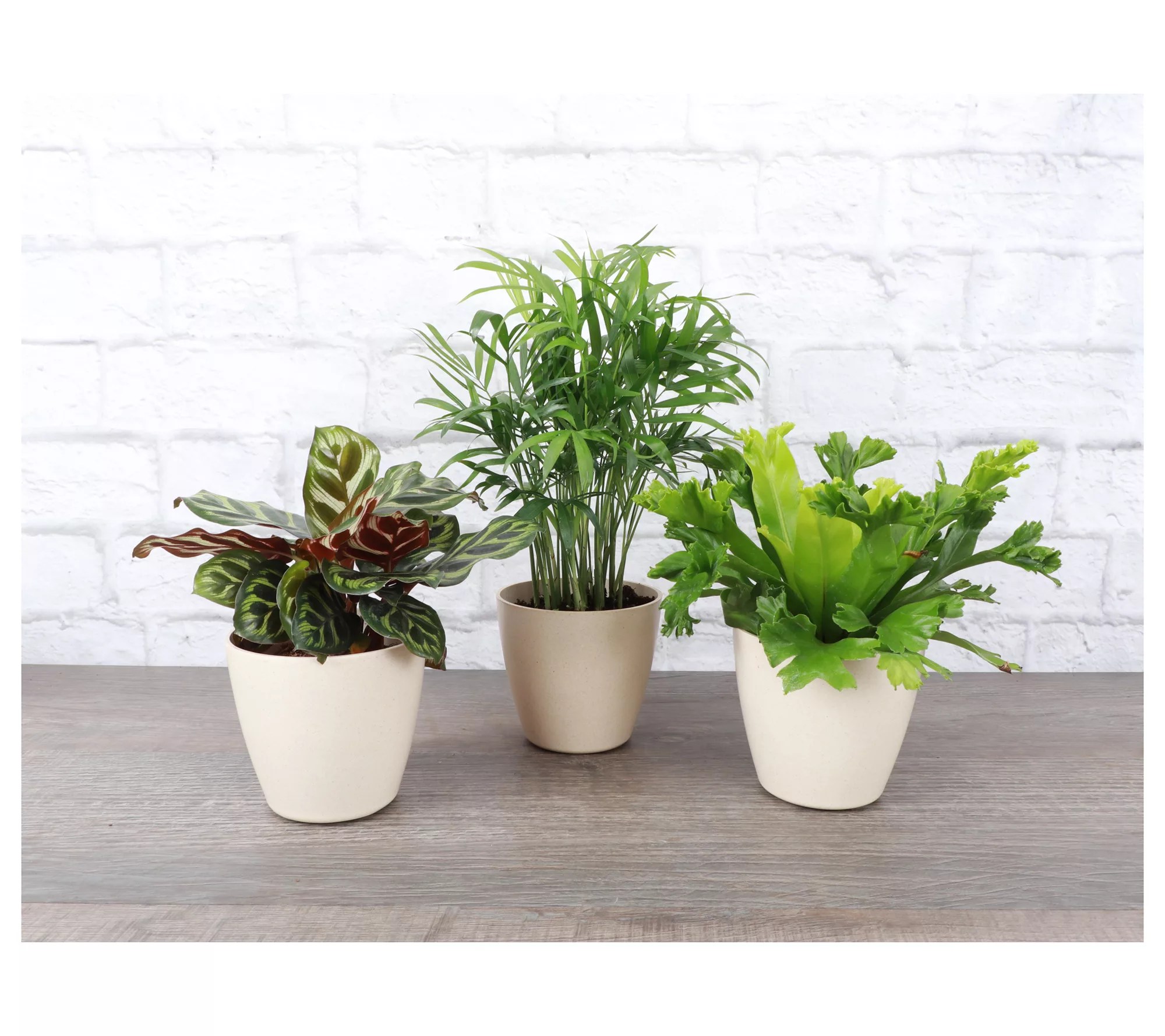 Thorsen's Greenhouse Live 4" Pet Friendly Houseplants