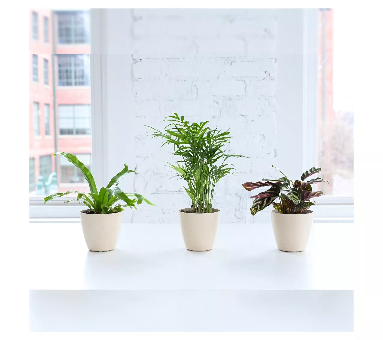 Thorsen's Greenhouse Live 4" Pet Friendly Houseplants