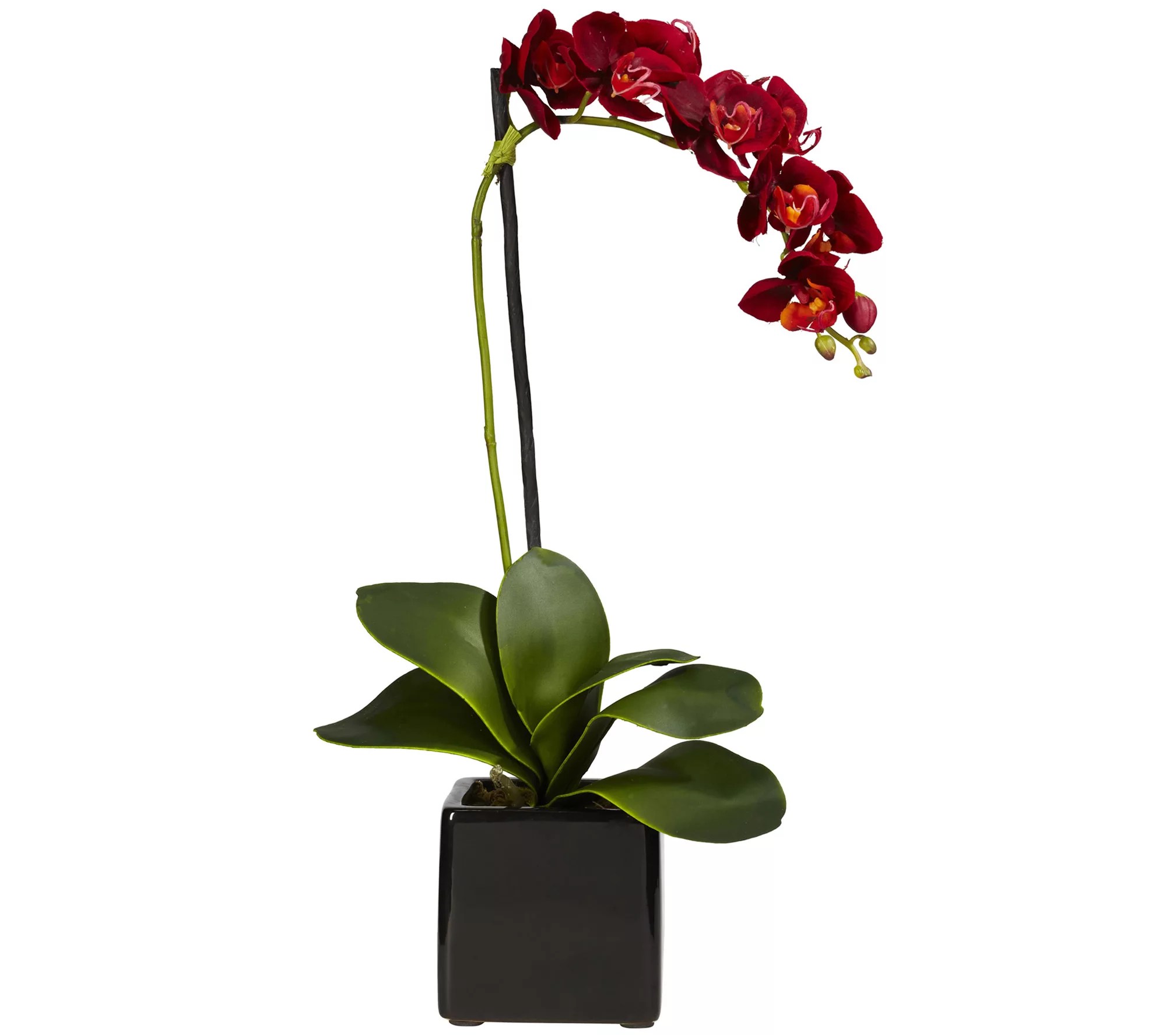 Set of 2 Phaleanopsis Orchids with Vase by Nearly Natural