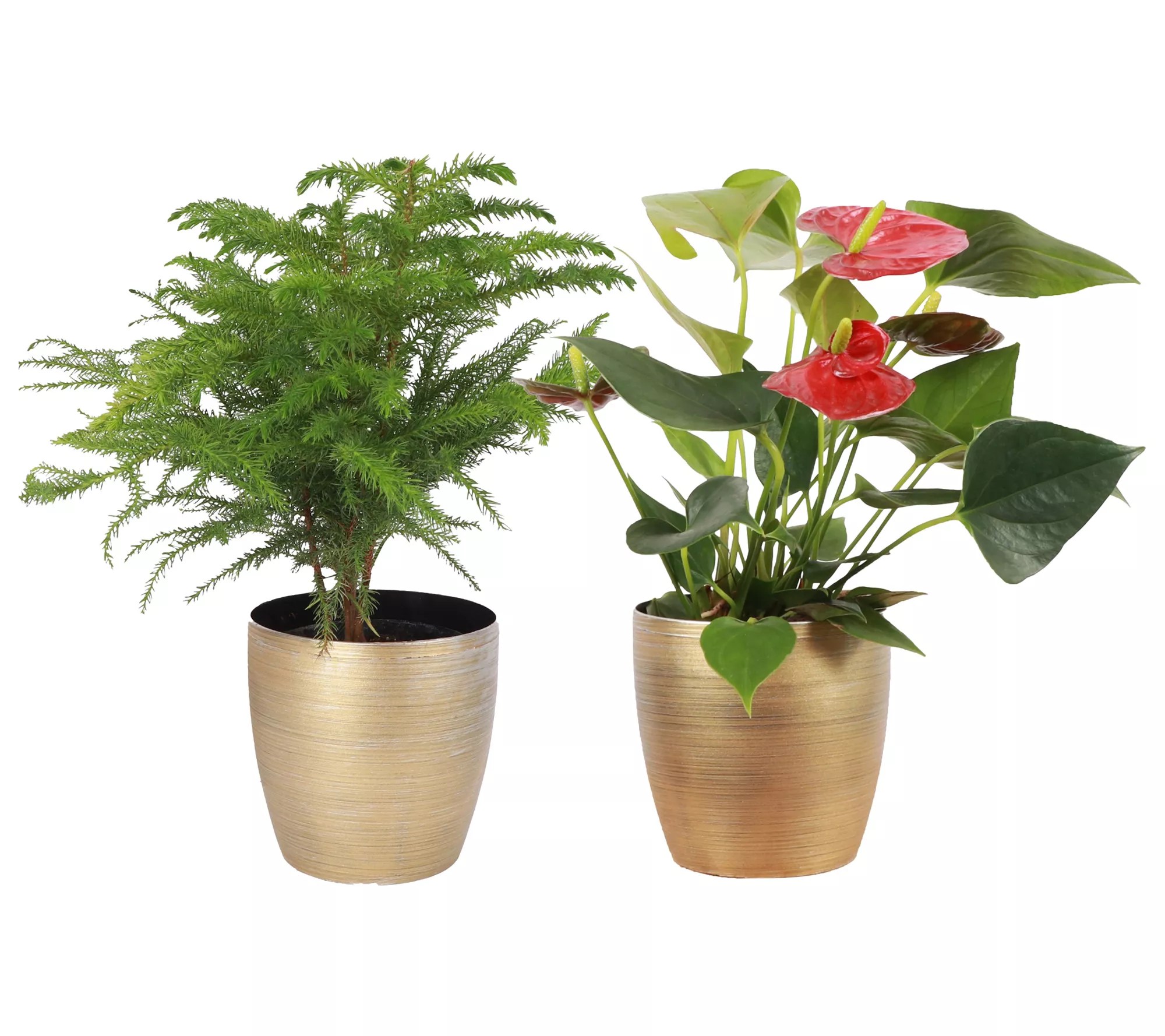 Thorsen's Green house Set of 2 Live 4" Holiday Houseplants