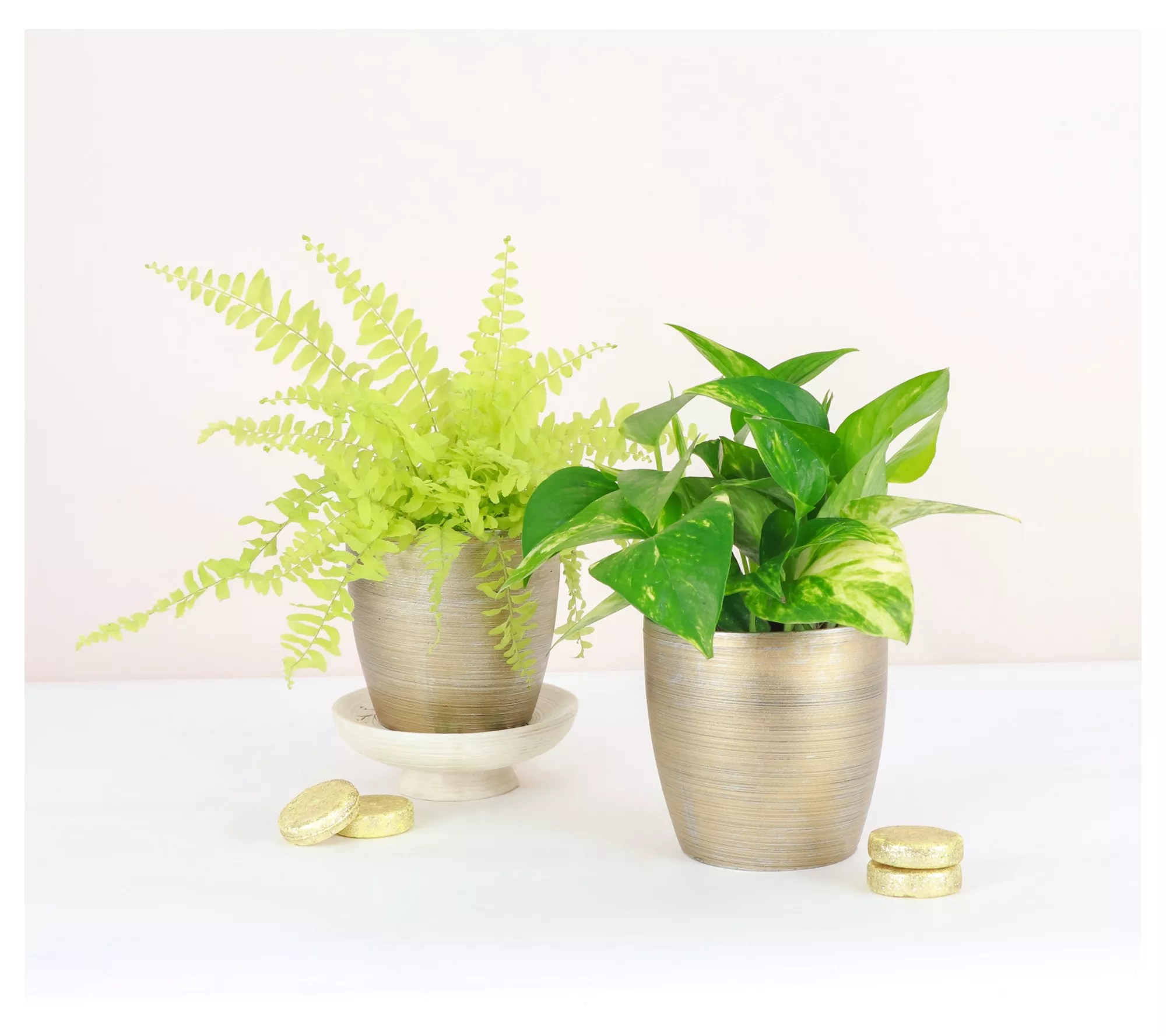 Thorsen's Greenhouse Set of 2 Live 4" Good as Gold Houseplants