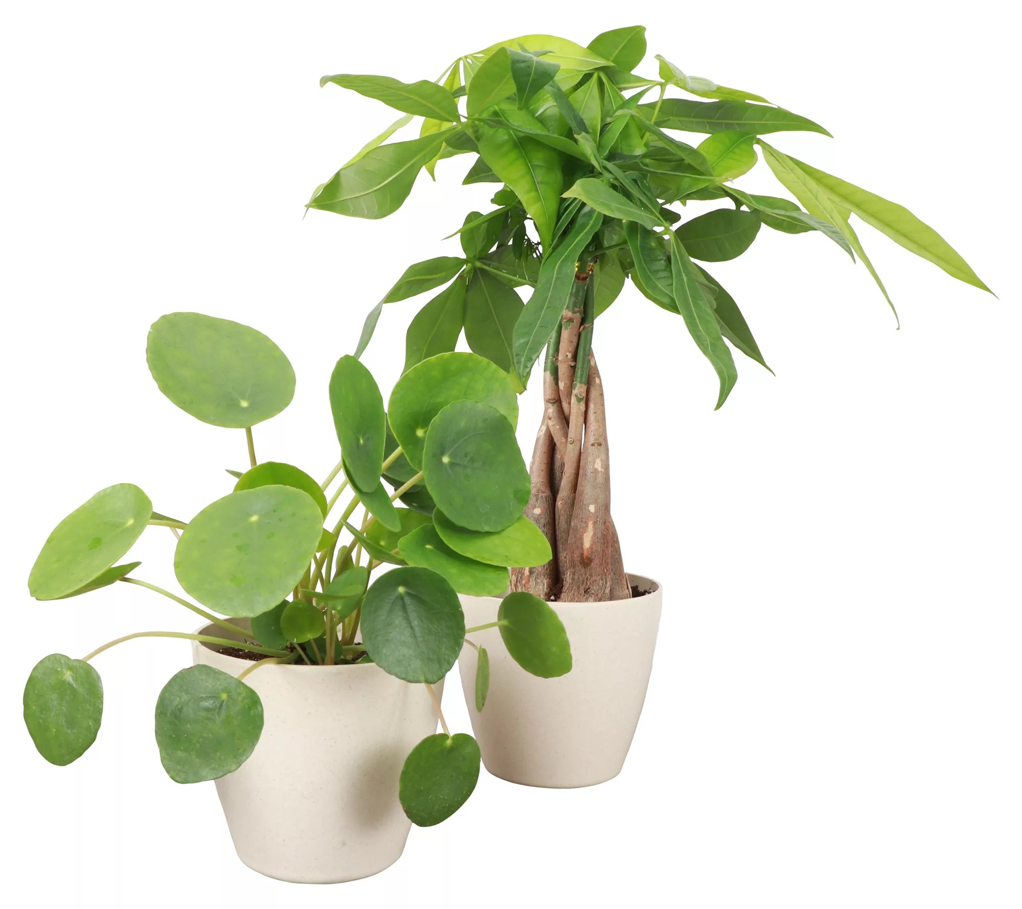 Thorsen's Greenhouse Set of 2 Live 4" Lucky Houseplants