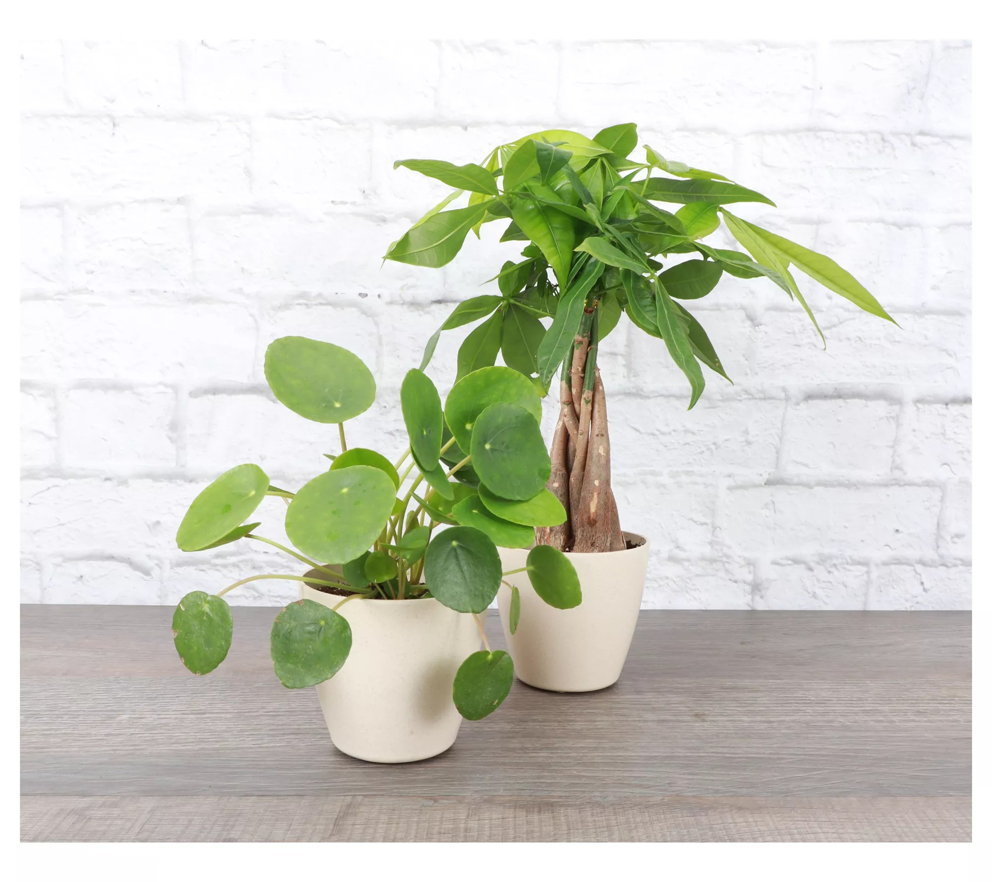 Thorsen's Greenhouse Set of 2 Live 4" Lucky Houseplants
