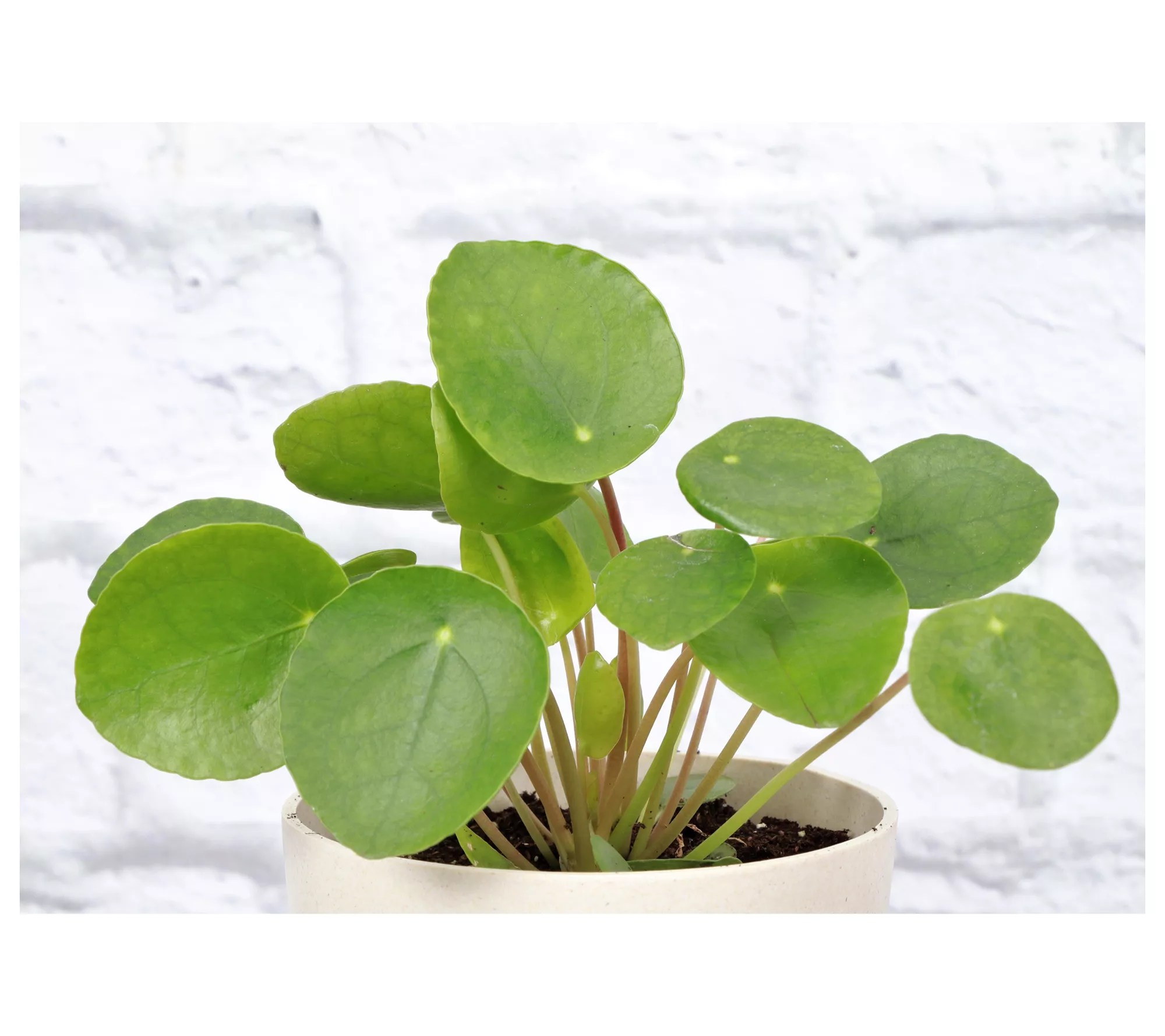 Thorsen's Greenhouse Set of 2 Live 4" Lucky Houseplants