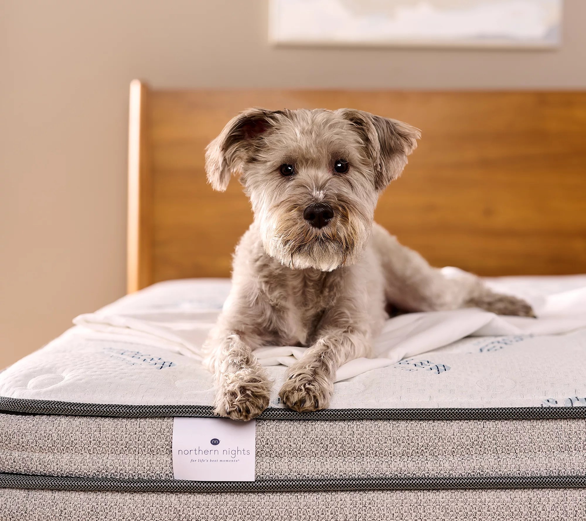 Northern Nights 13.5" Dual Coil Hybrid Mattress - Queen - QVC.com