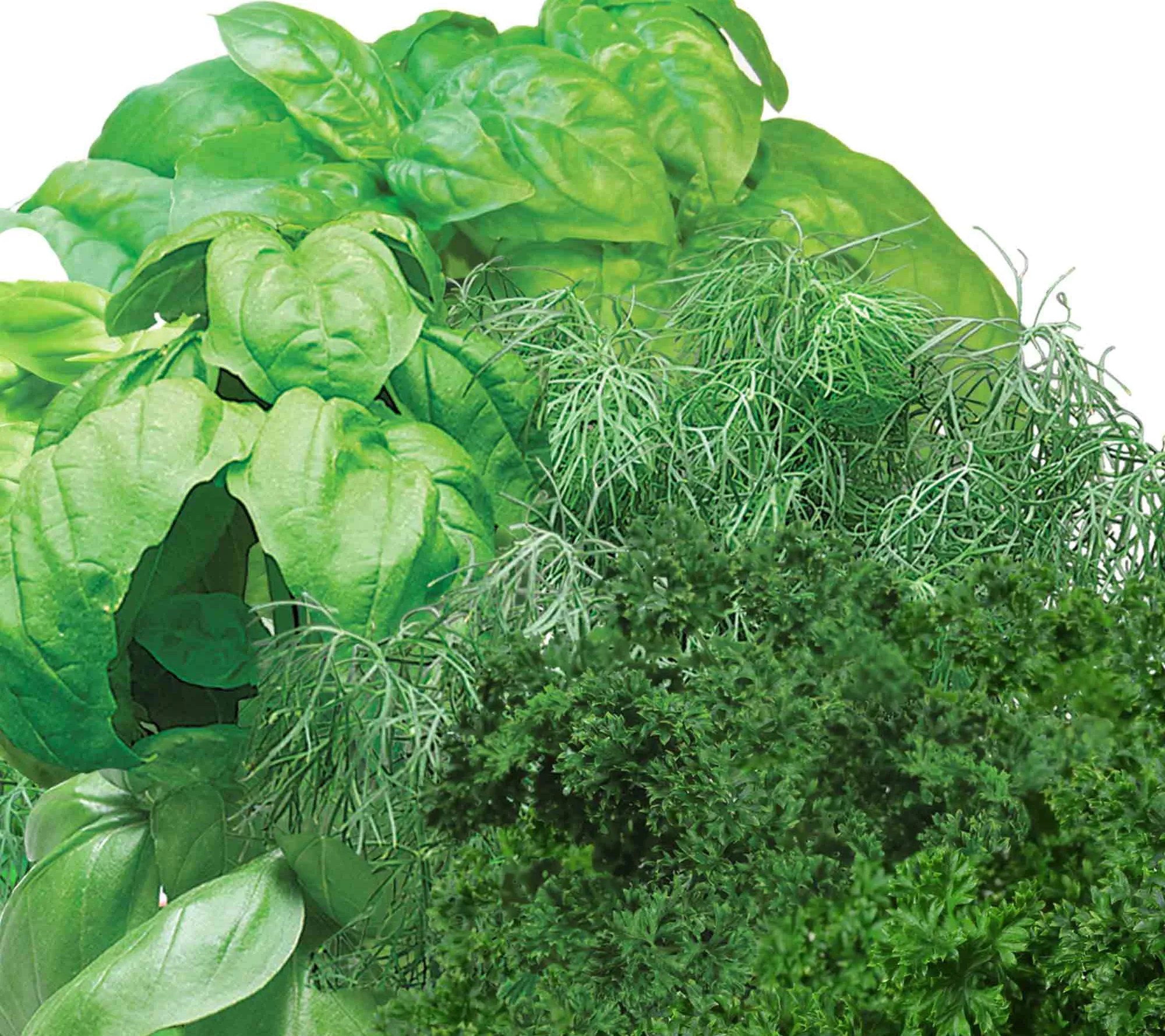 AeroGarden 3Pod Gourmet Herbs Kit