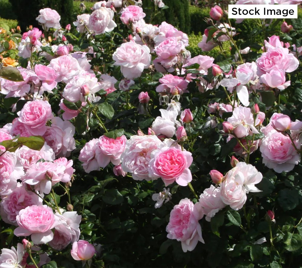 Cottage Farms 1Piece Savannah Sunbelt Rose Live Bareroot